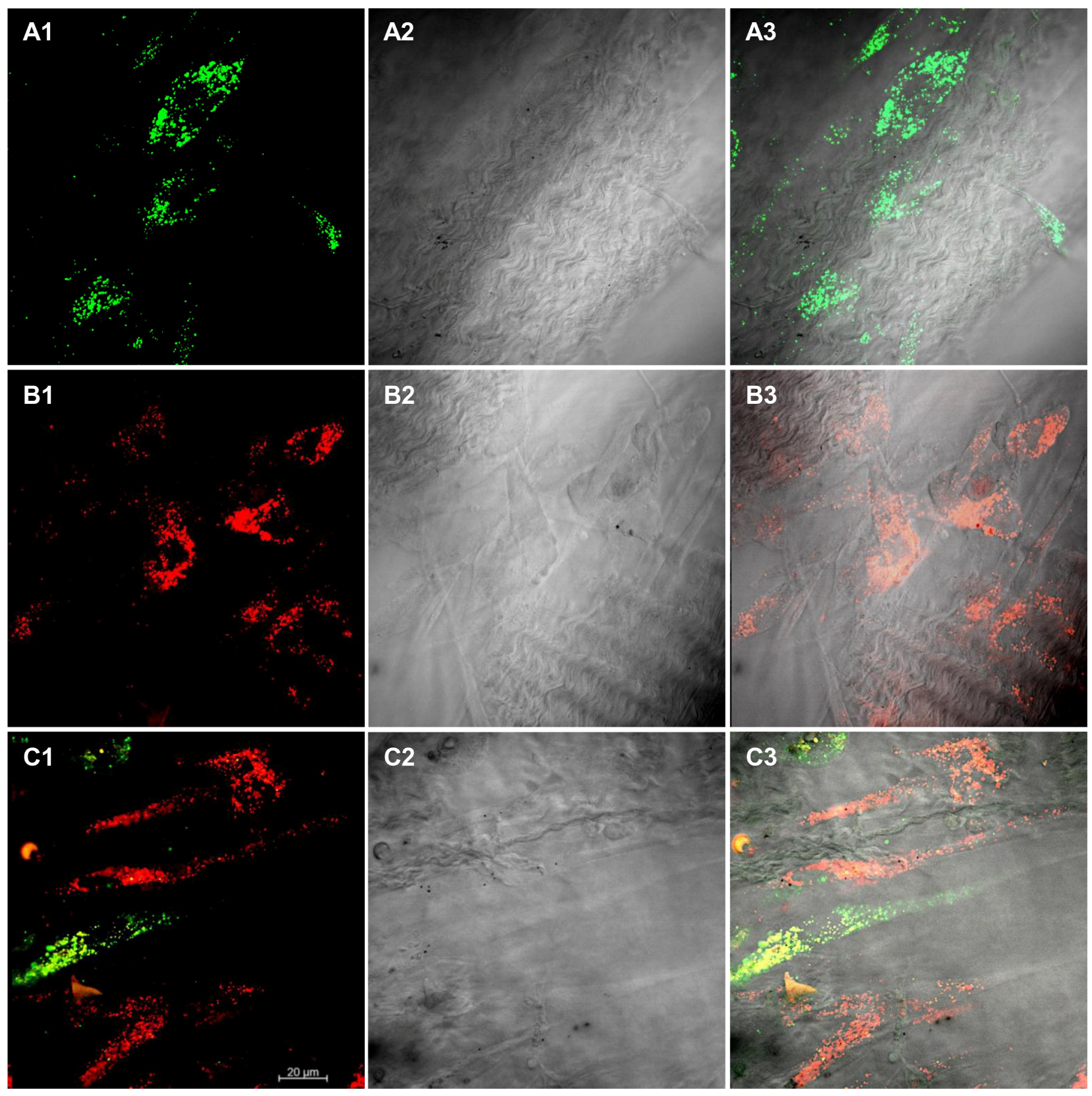 Materials 12 02157 g004