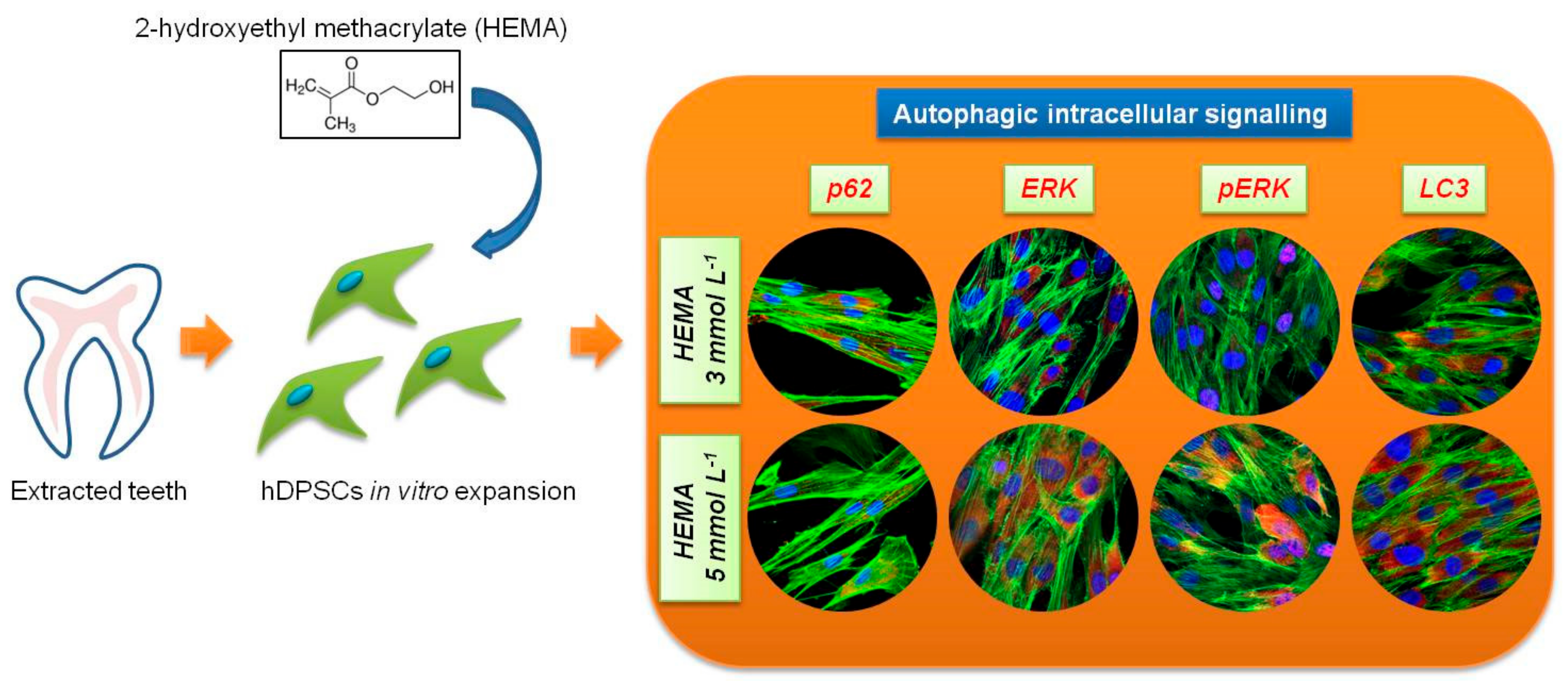 Materials | Free Full-Text | HEMA Effects on Autophagy Mechanism in Human  Dental Pulp Stem Cells