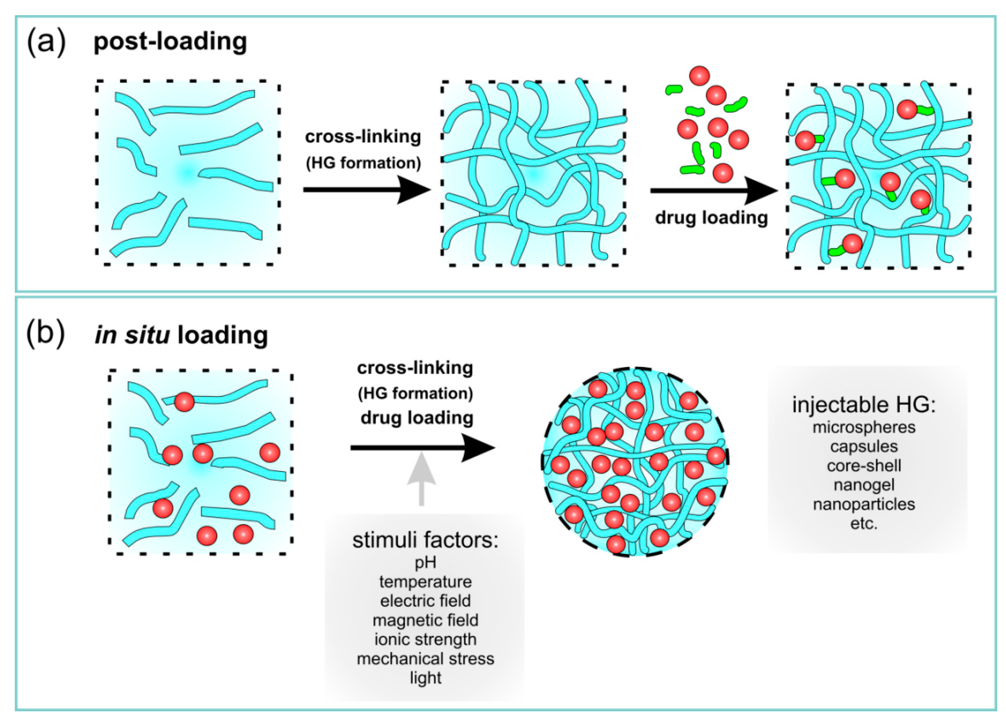 Hydrogels as Potential Nano-, Micro- and Macro-Scale Systems for