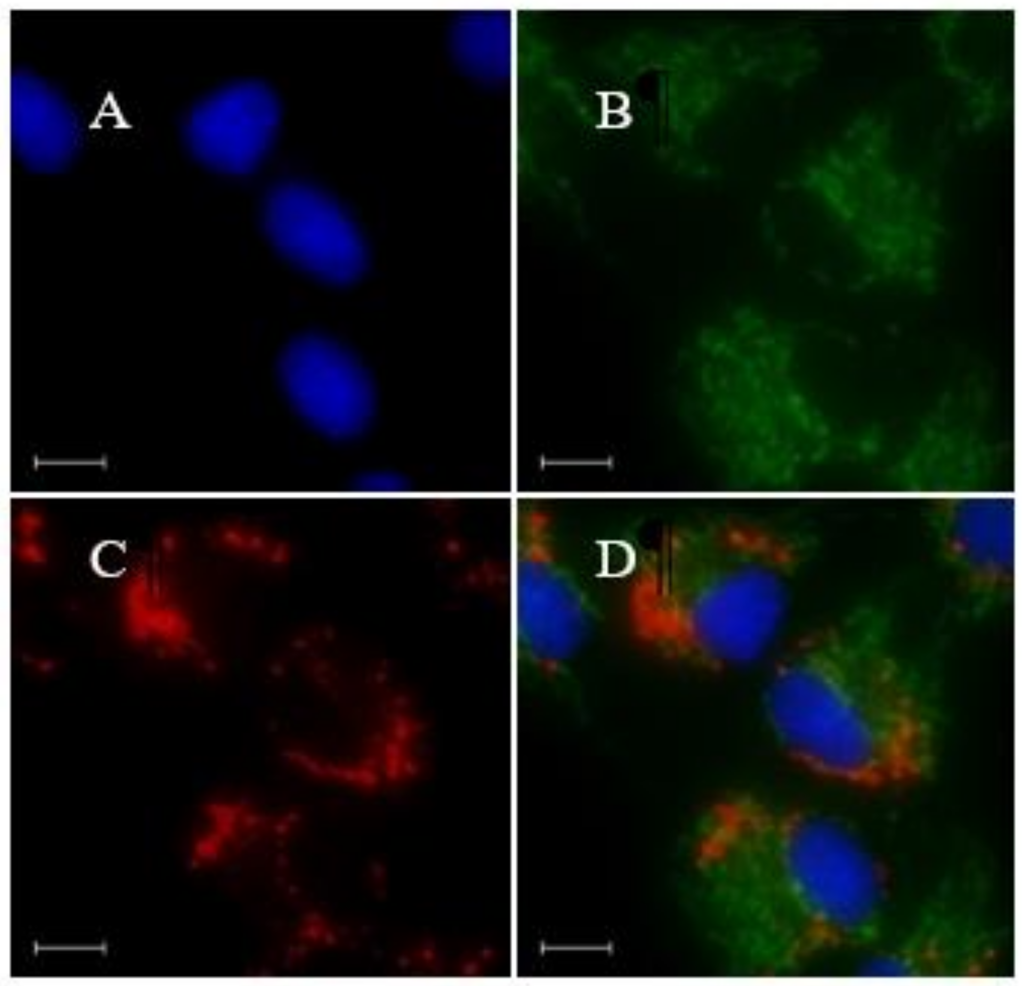 Materials 13 00677 g005 Materials 13 00677 g005