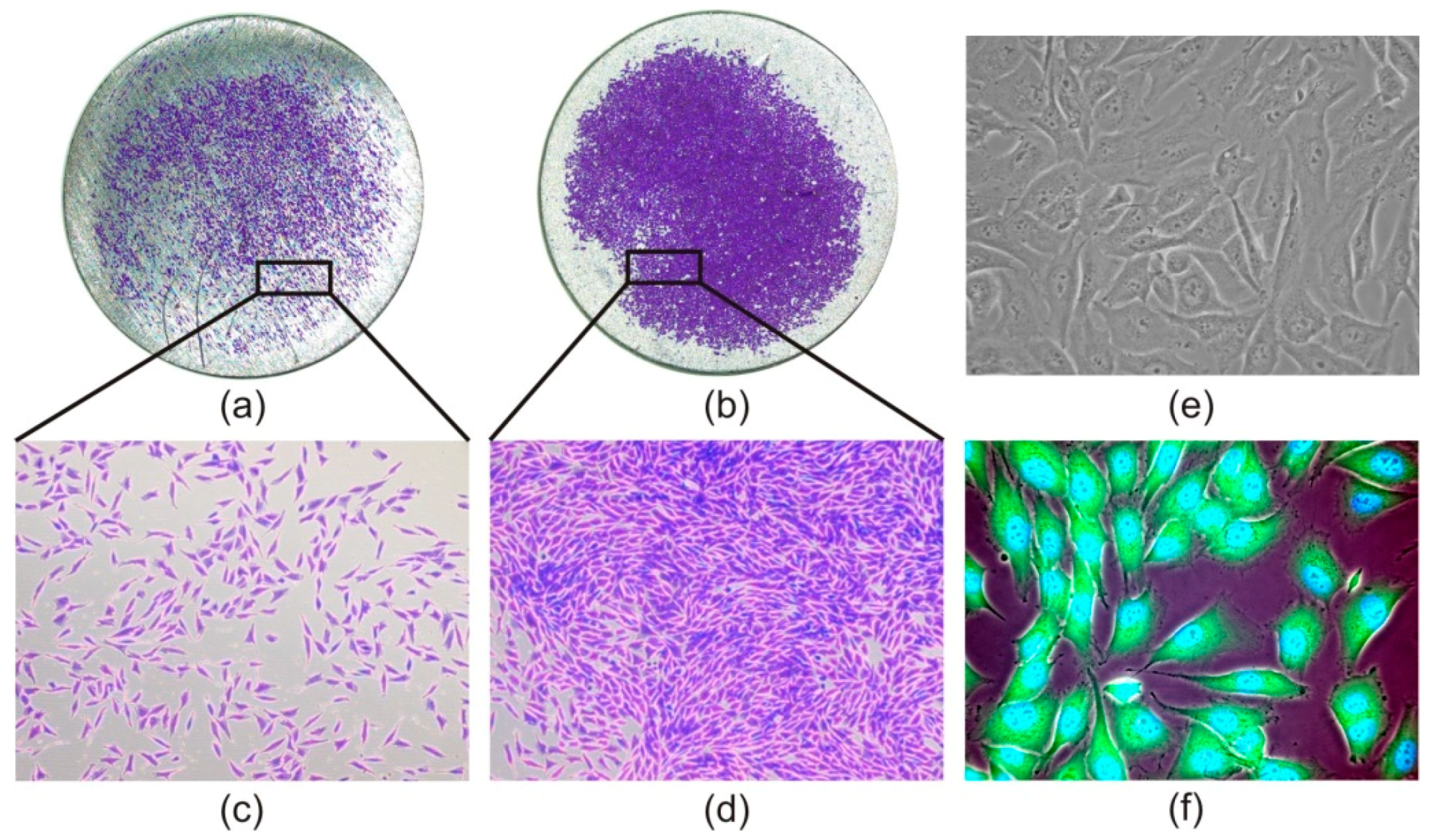 Materials 13 00697 g005 Materials 13 00697 g005