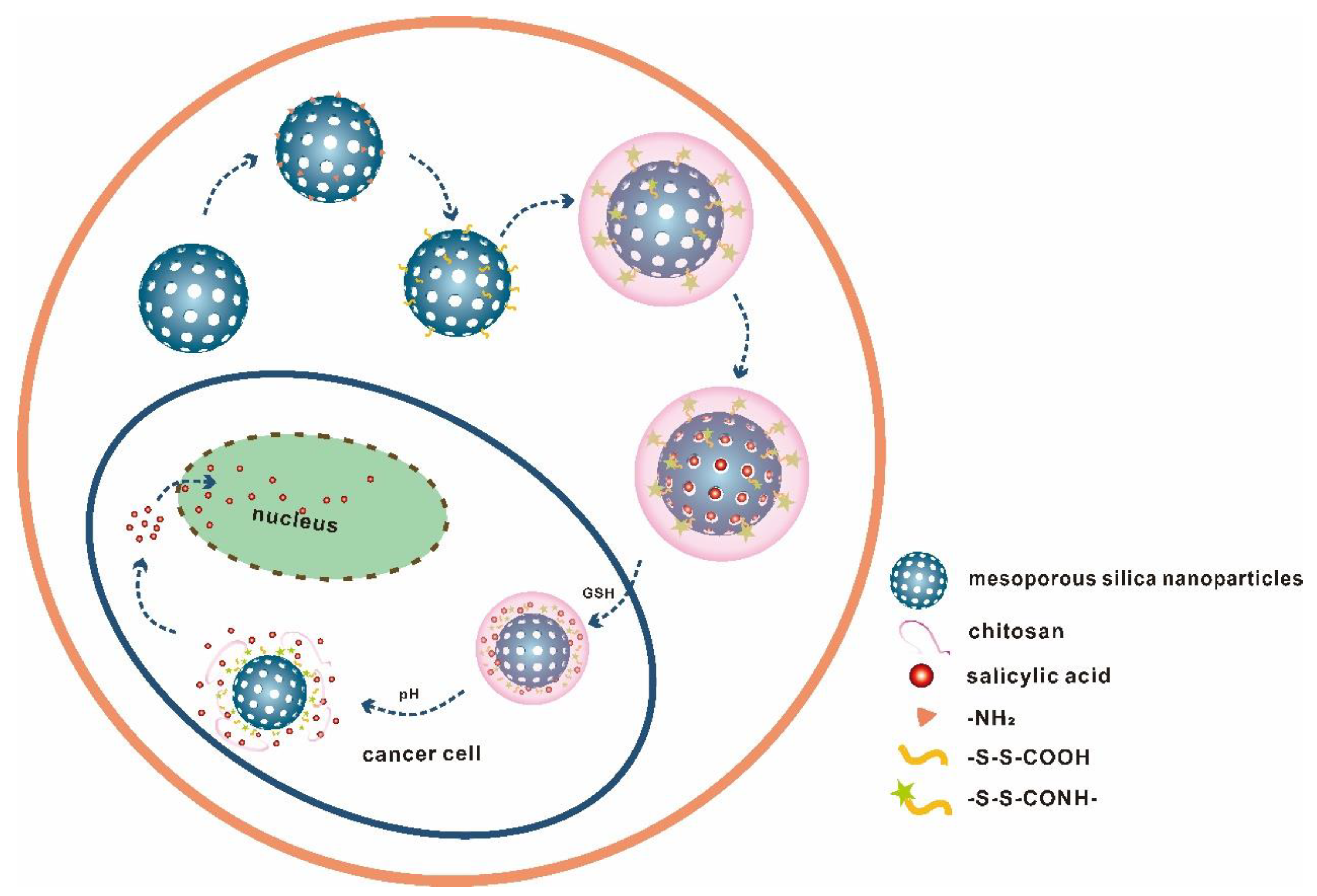 Materials Free Full Text Ph And Redox Dual Responsive Msn S S Cs As A Drug Delivery System In Cancer Therapy