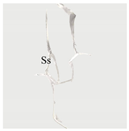 Materials 13 01607 i013 Materials 13 01607 i013