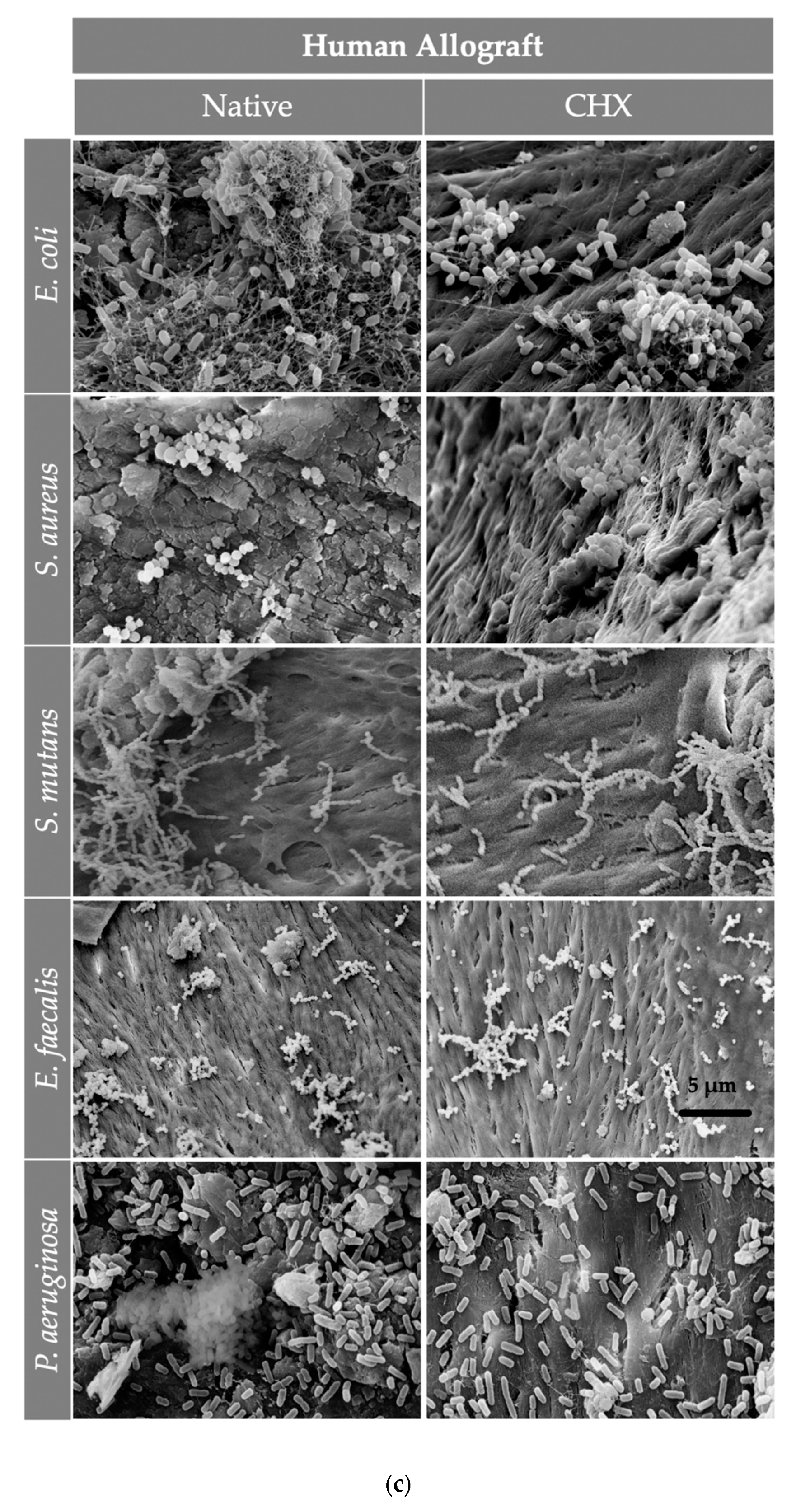 Materials 13 02102 g005c Materials 13 02102 g005c