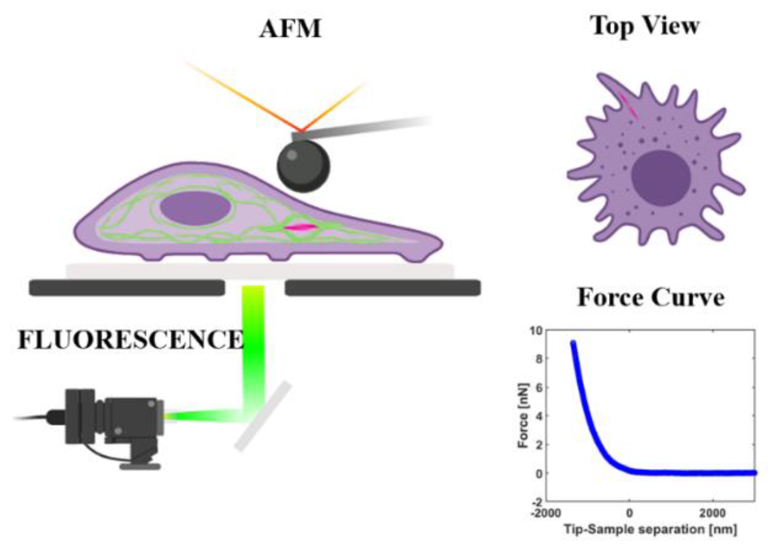 Materials Free Full Text Spatially Resolved Correlation Between Stiffness Increase And Actin Aggregation Around Nanofibers Internalized In Living Macrophages Html