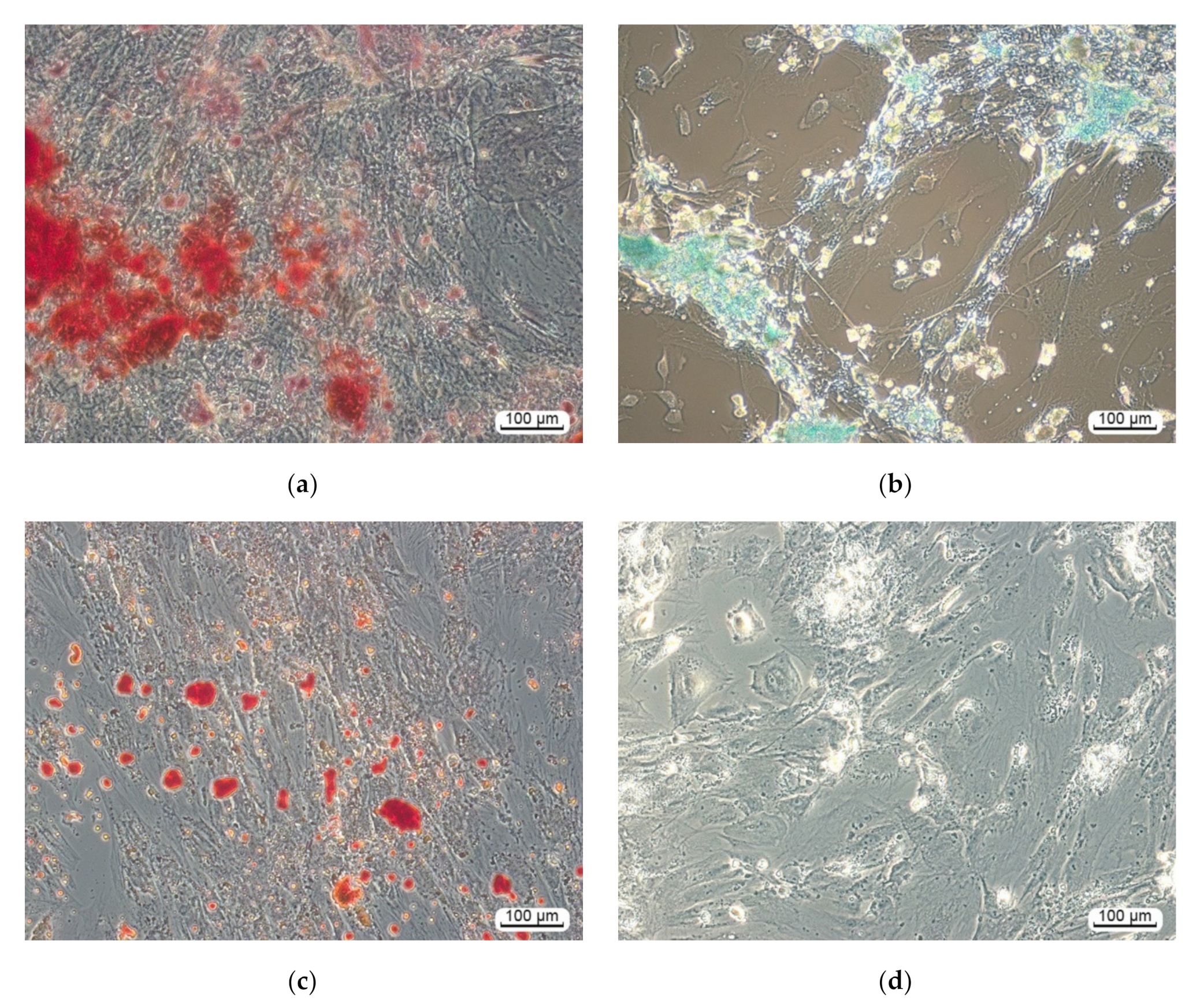 Materials 13 04366 g004