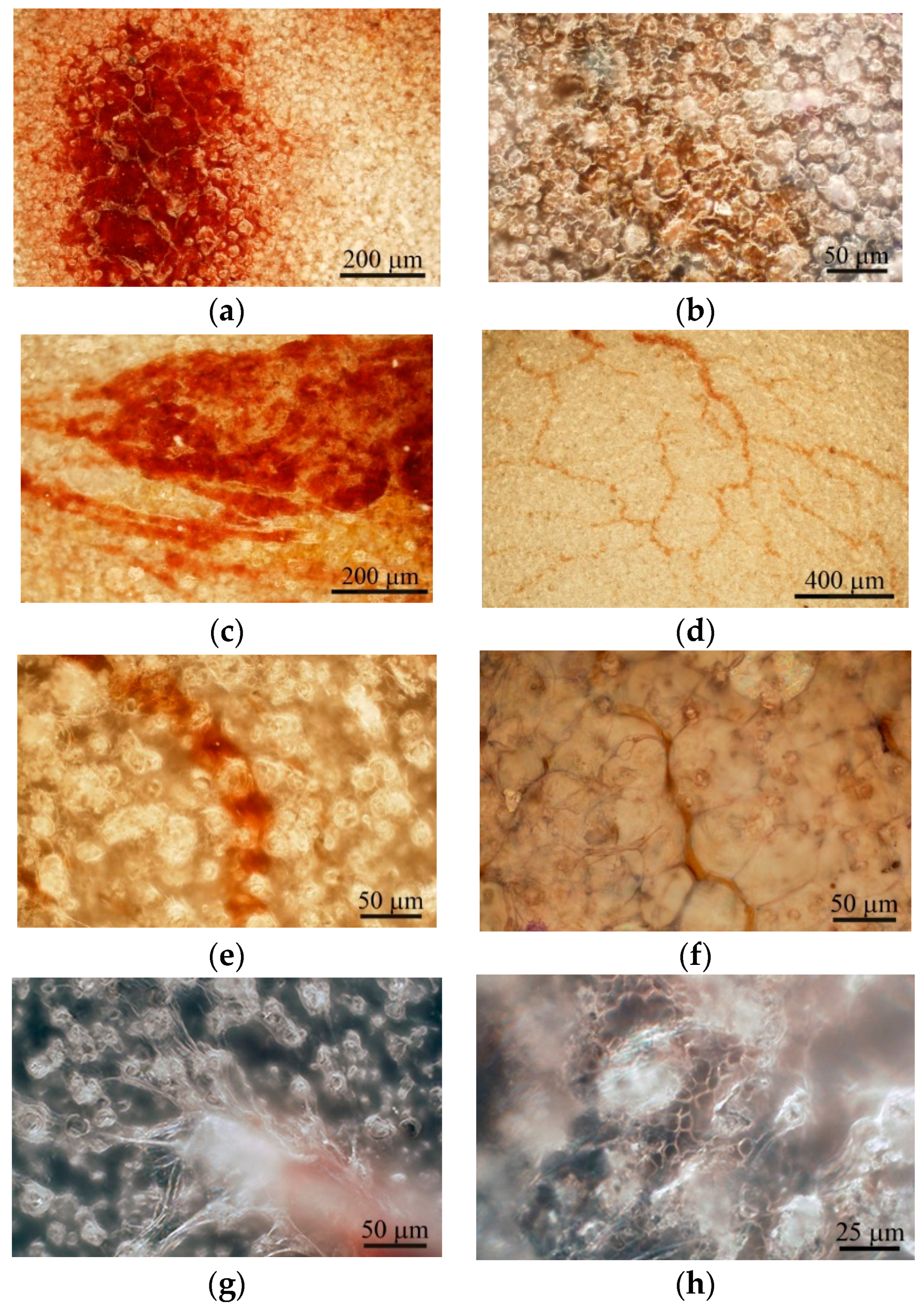 Materials 13 04398 g004 Materials 13 04398 g004