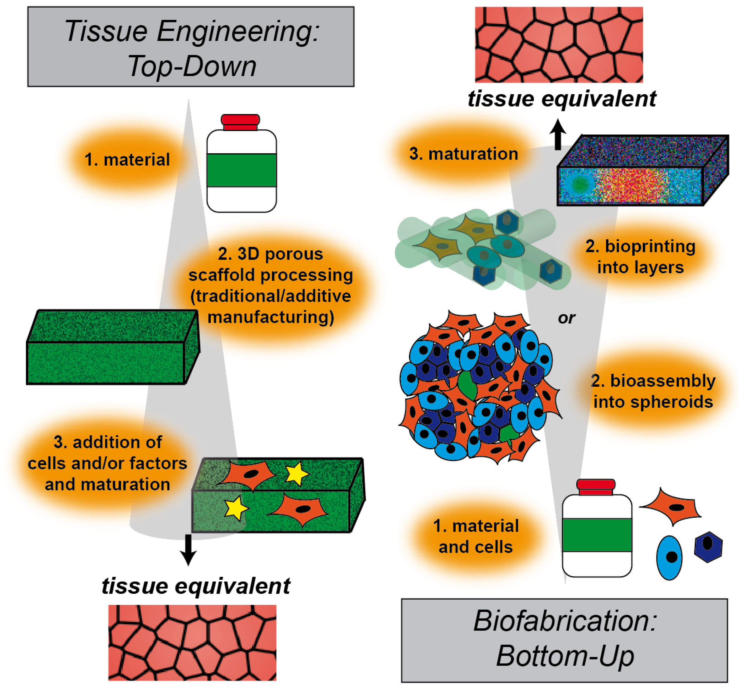 Tissue engineer. Ellagic acid. Endometrial Stem Cells. Isolation Stem Cell. Скаффолд генетика.