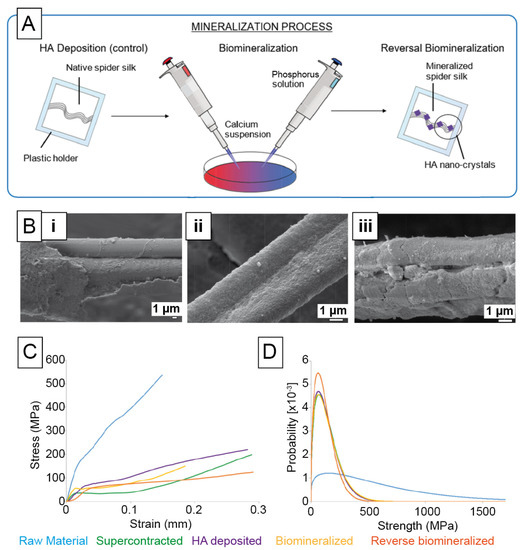 Recombinant Spider Silk Bioinks for Continuous Protein Release by