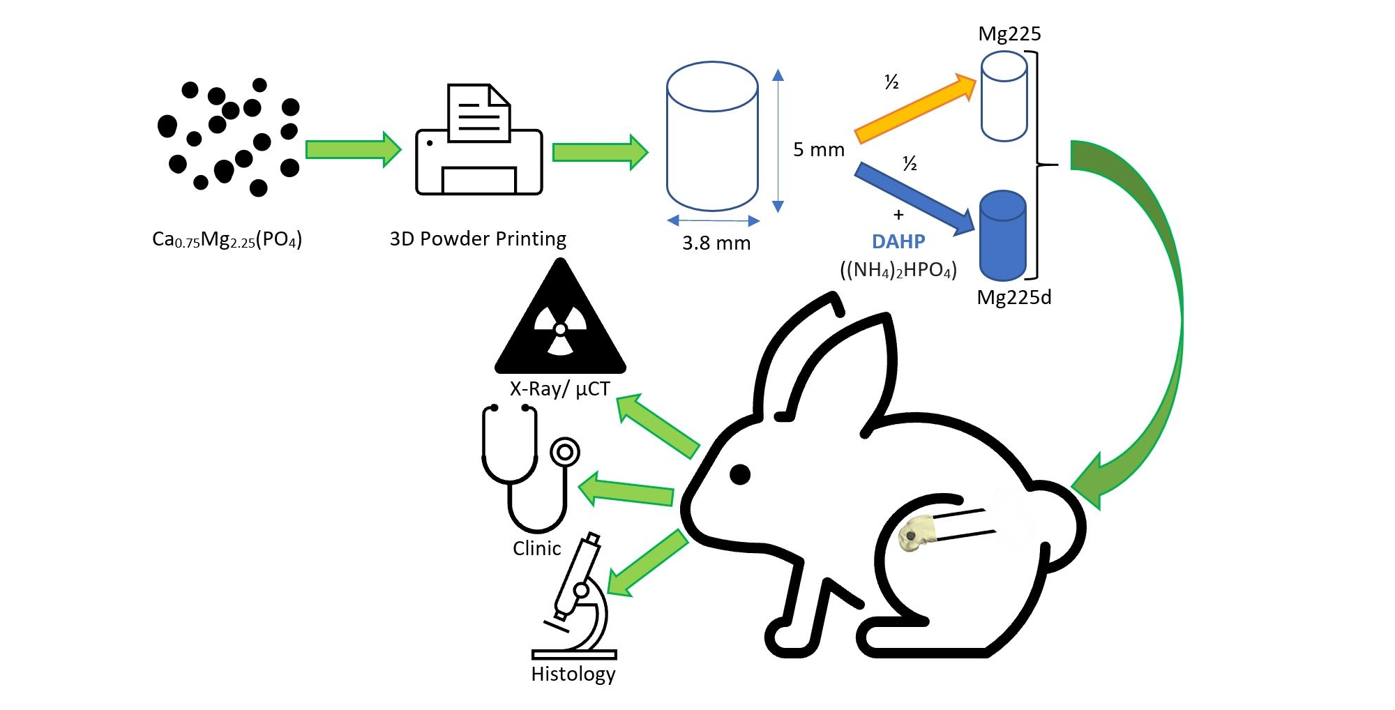 Materials | Free Full-Text | In-Vivo Degradation Behavior and  Osseointegration of 3D Powder-Printed Calcium Magnesium Phosphate Cement  Scaffolds | HTML