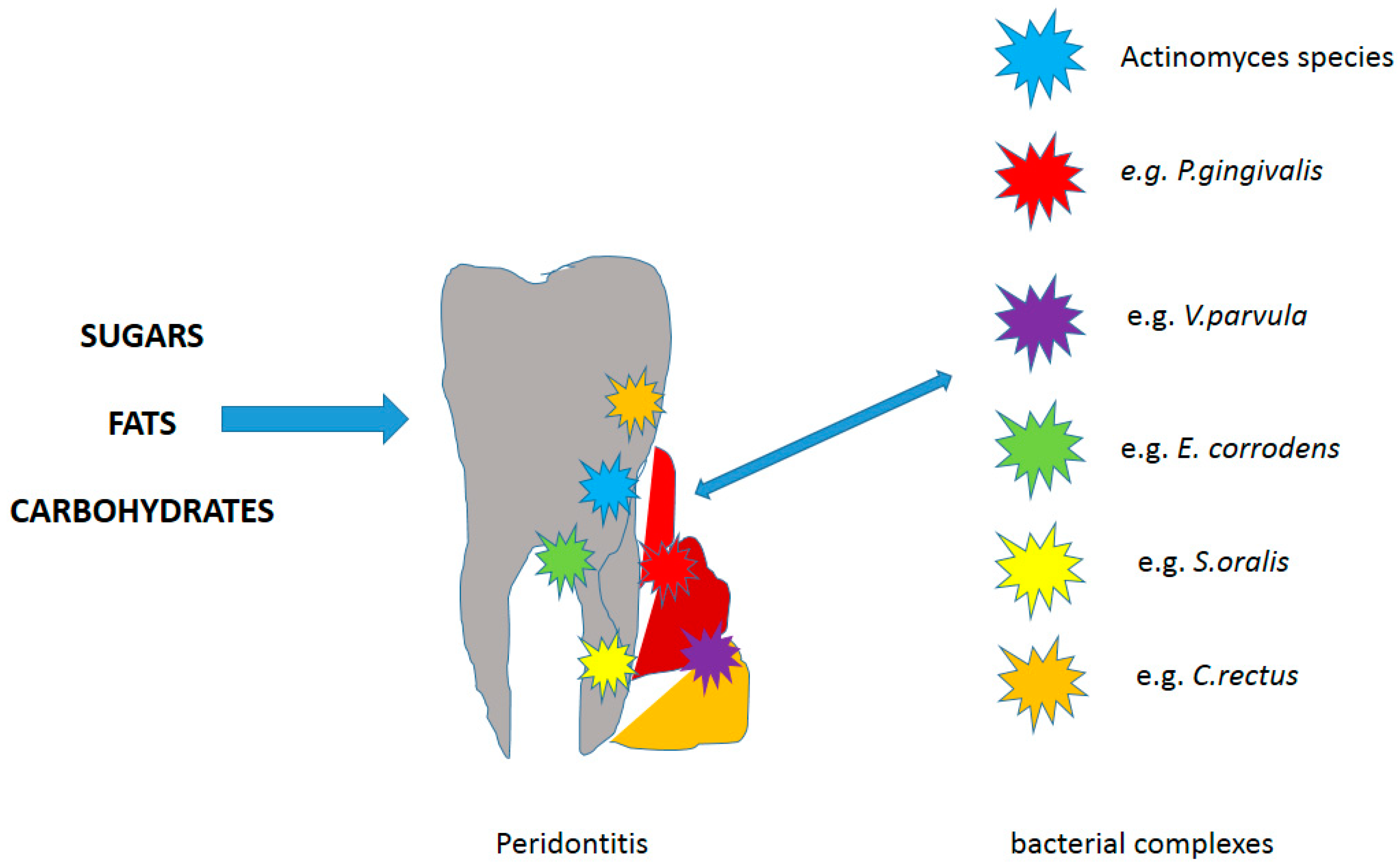 Materials Free Full Text The Influence Of Diet On Oxidative Stress And Inflammation Induced By Bacterial Biofilms In The Human Oral Cavity Html