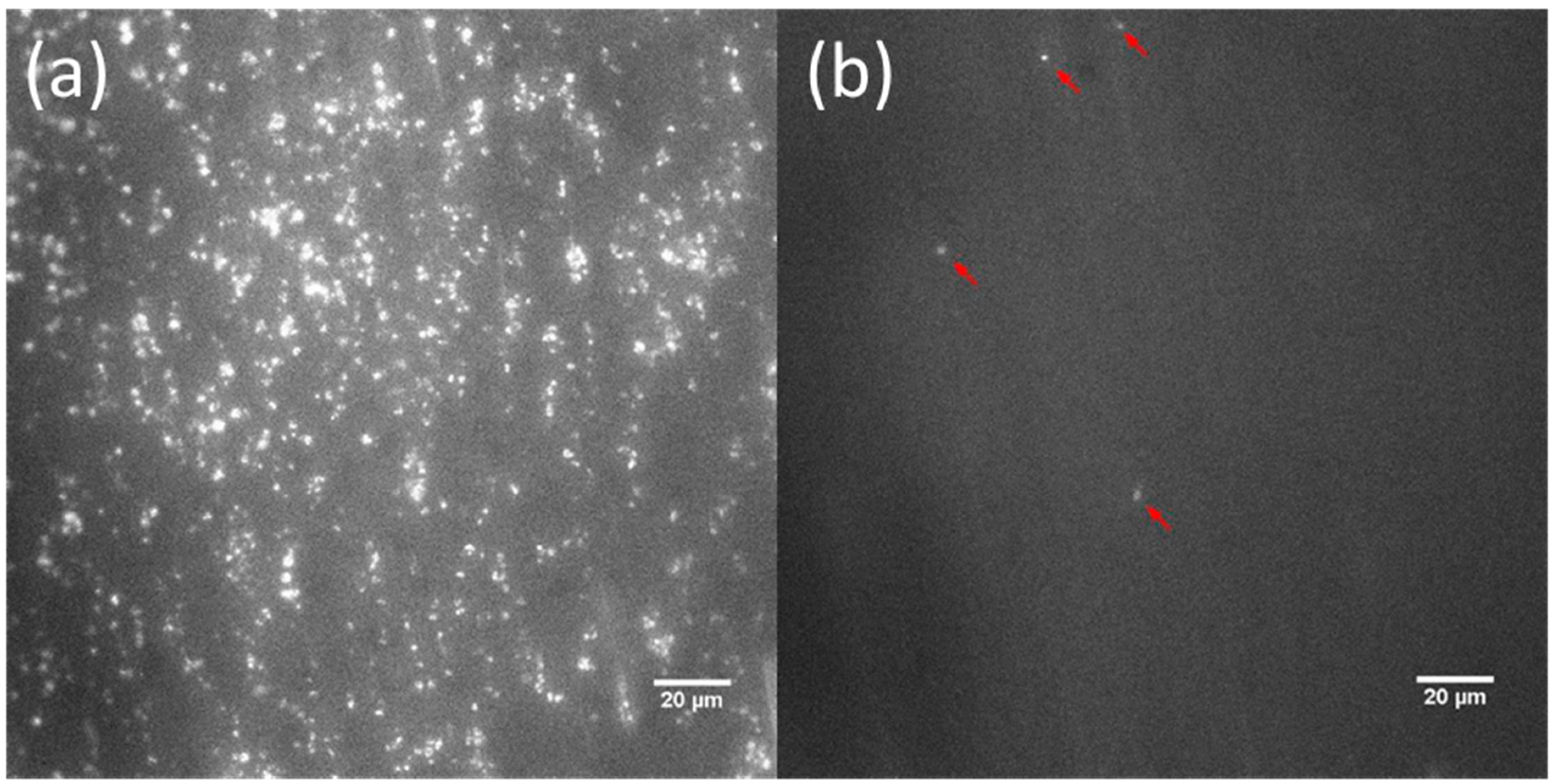 Materials 14 02342 g005