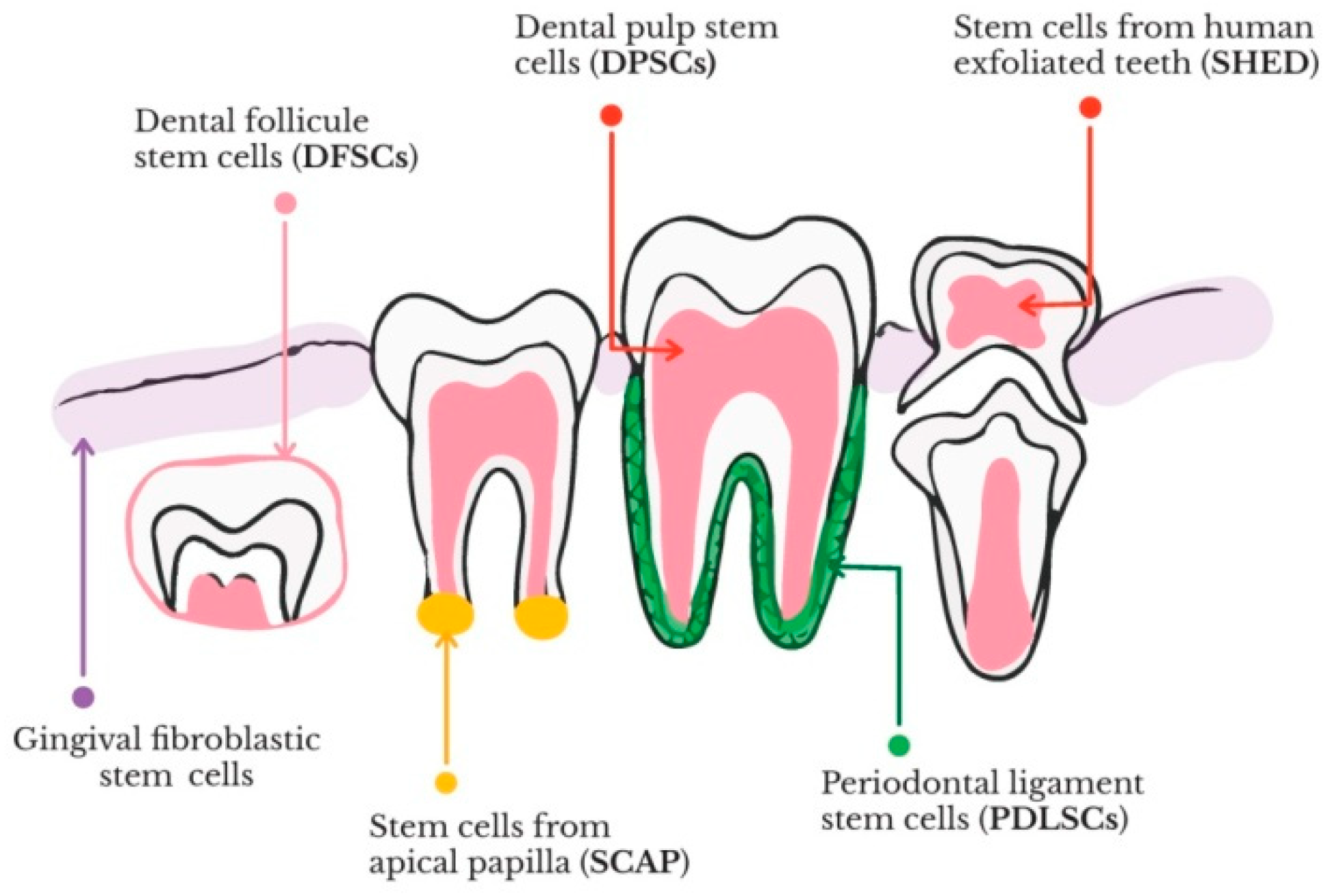 Materials | Free Full-Text | Hard Dental Tissues Regeneration—Approaches  and Challenges