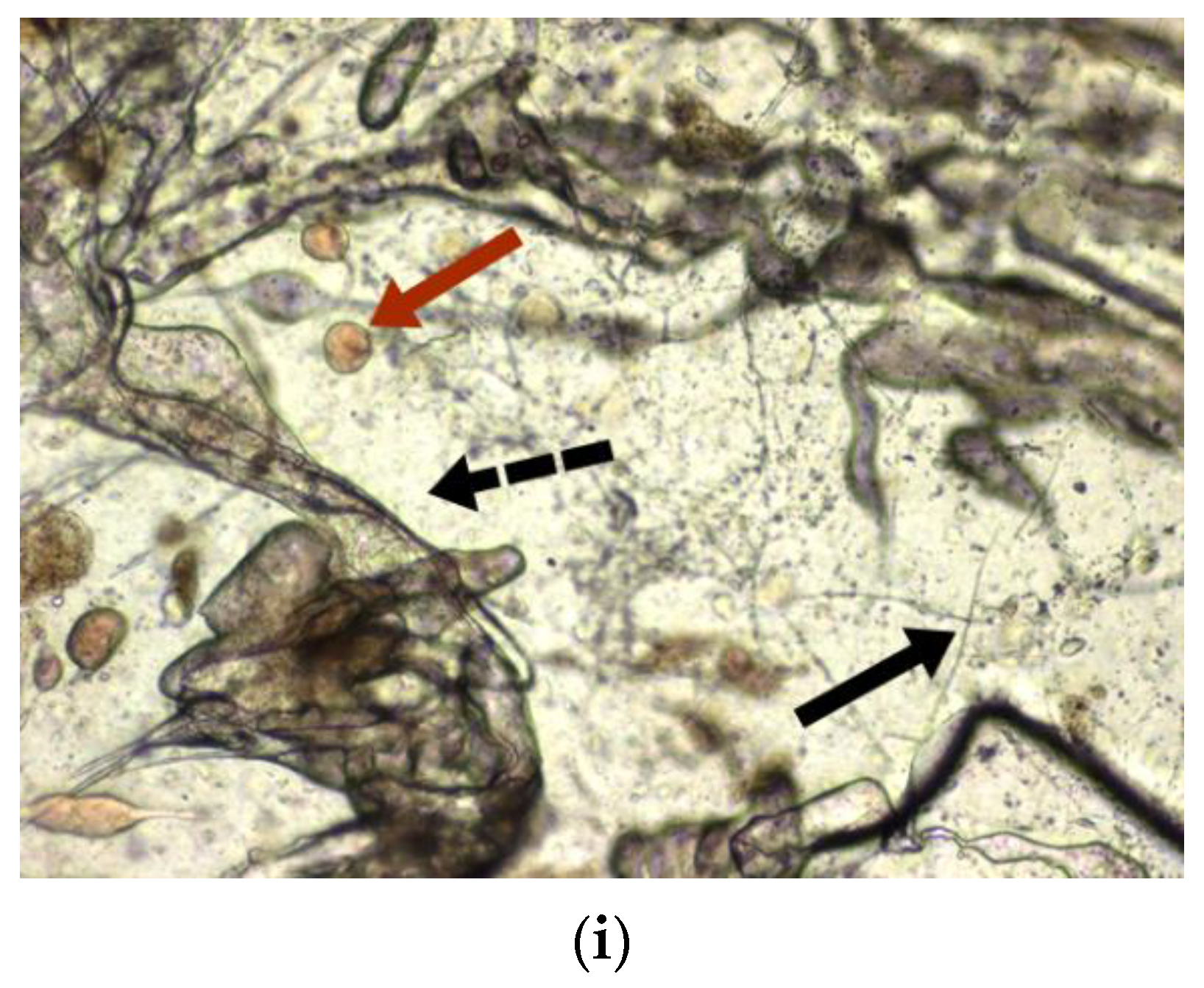 Materials 14 02906 g006b