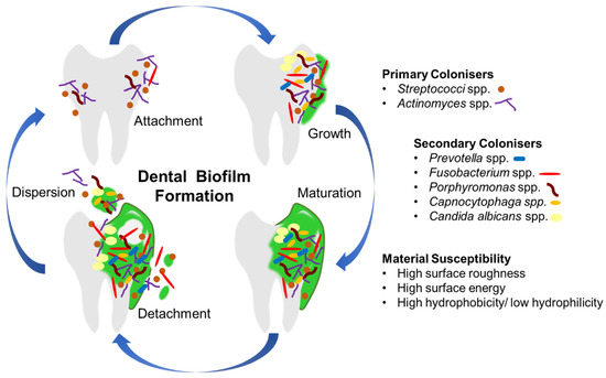 PDF) Biocompatibility of new bioactive resin composite versus
