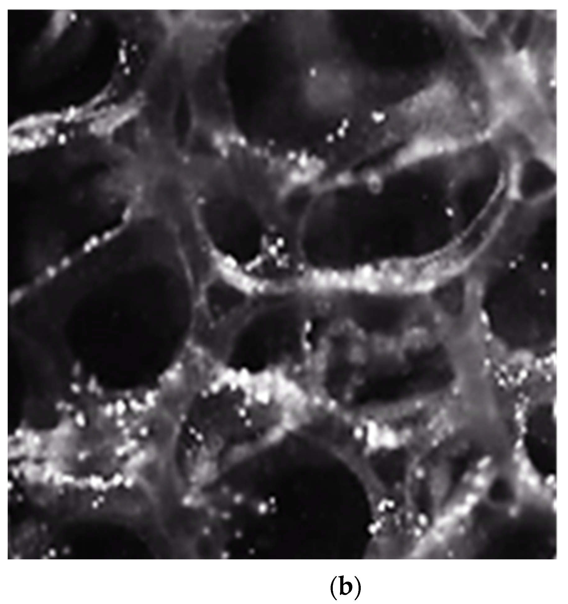 Materials 14 03566 g004b