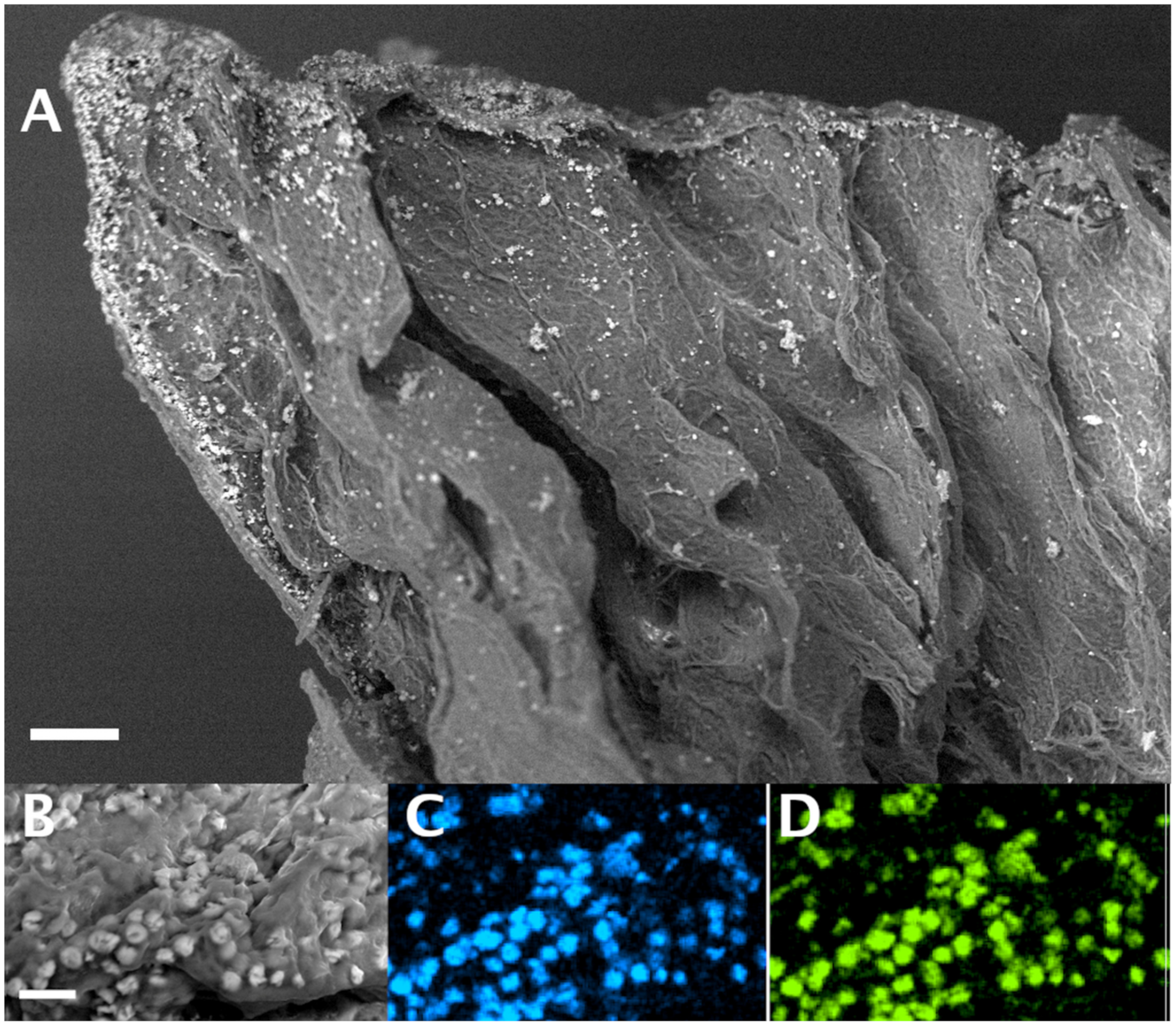 Materials 14 03852 g006