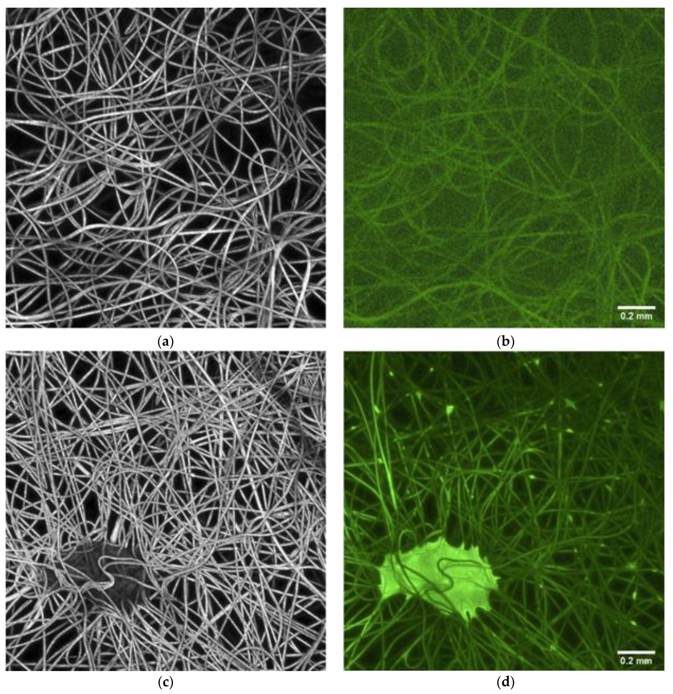 Materials 14 03861 g002 Materials 14 03861 g002