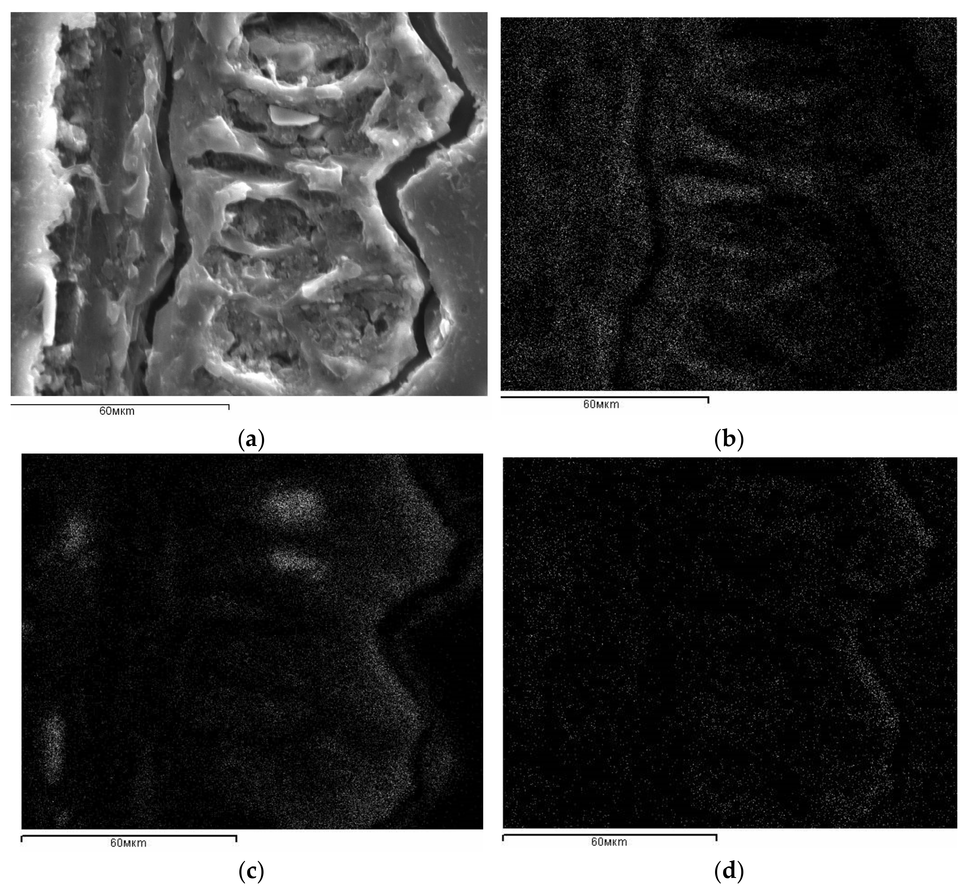 Materials 14 04119 g003