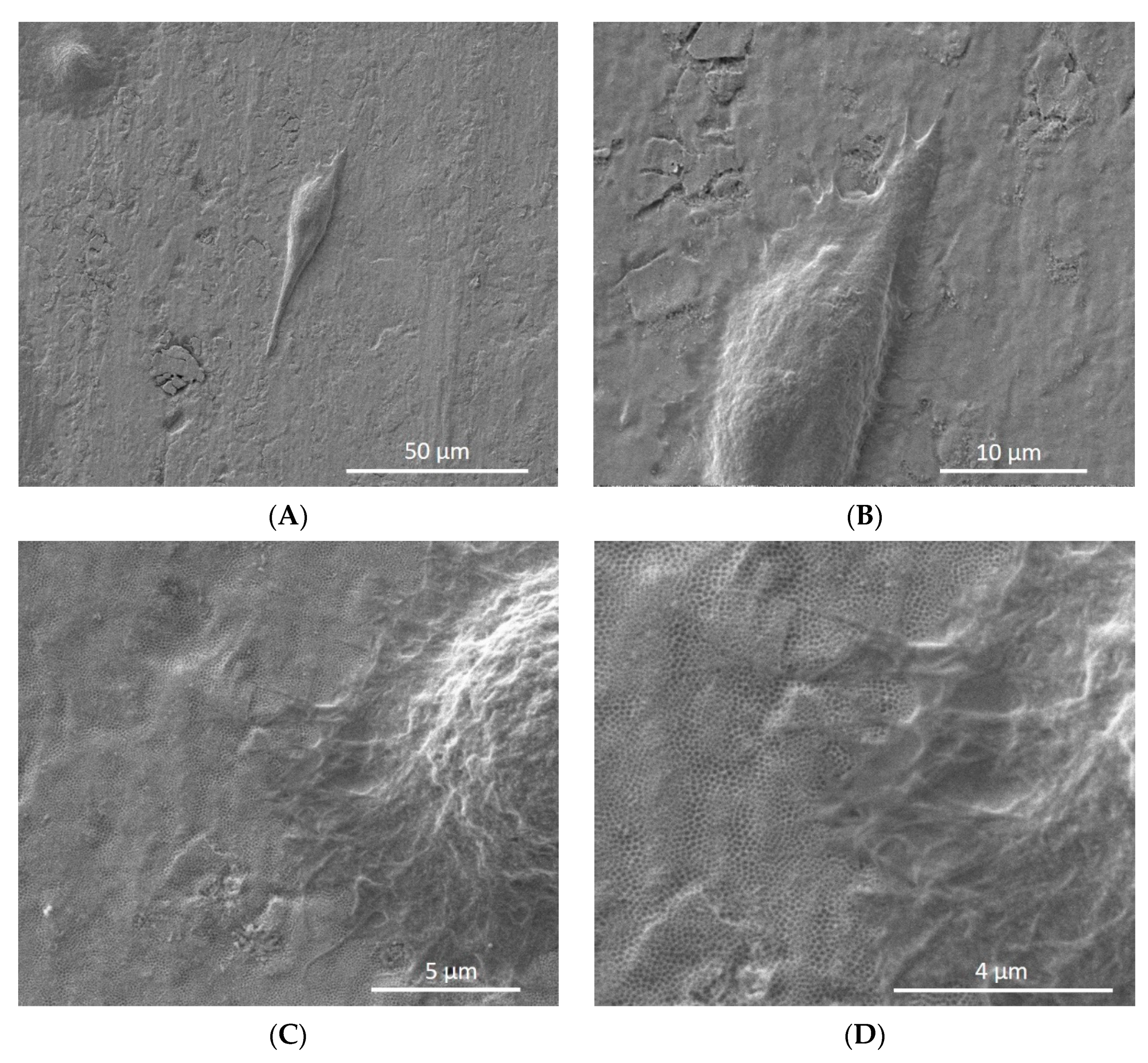 Materials 14 04357 g004