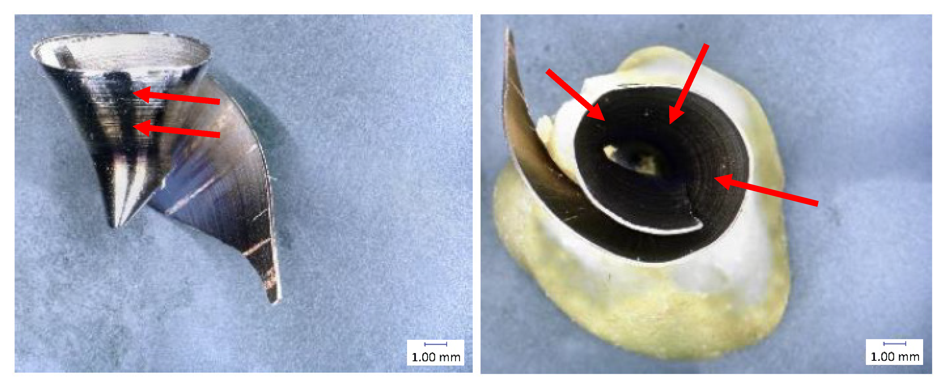 Materials 14 04381 g003