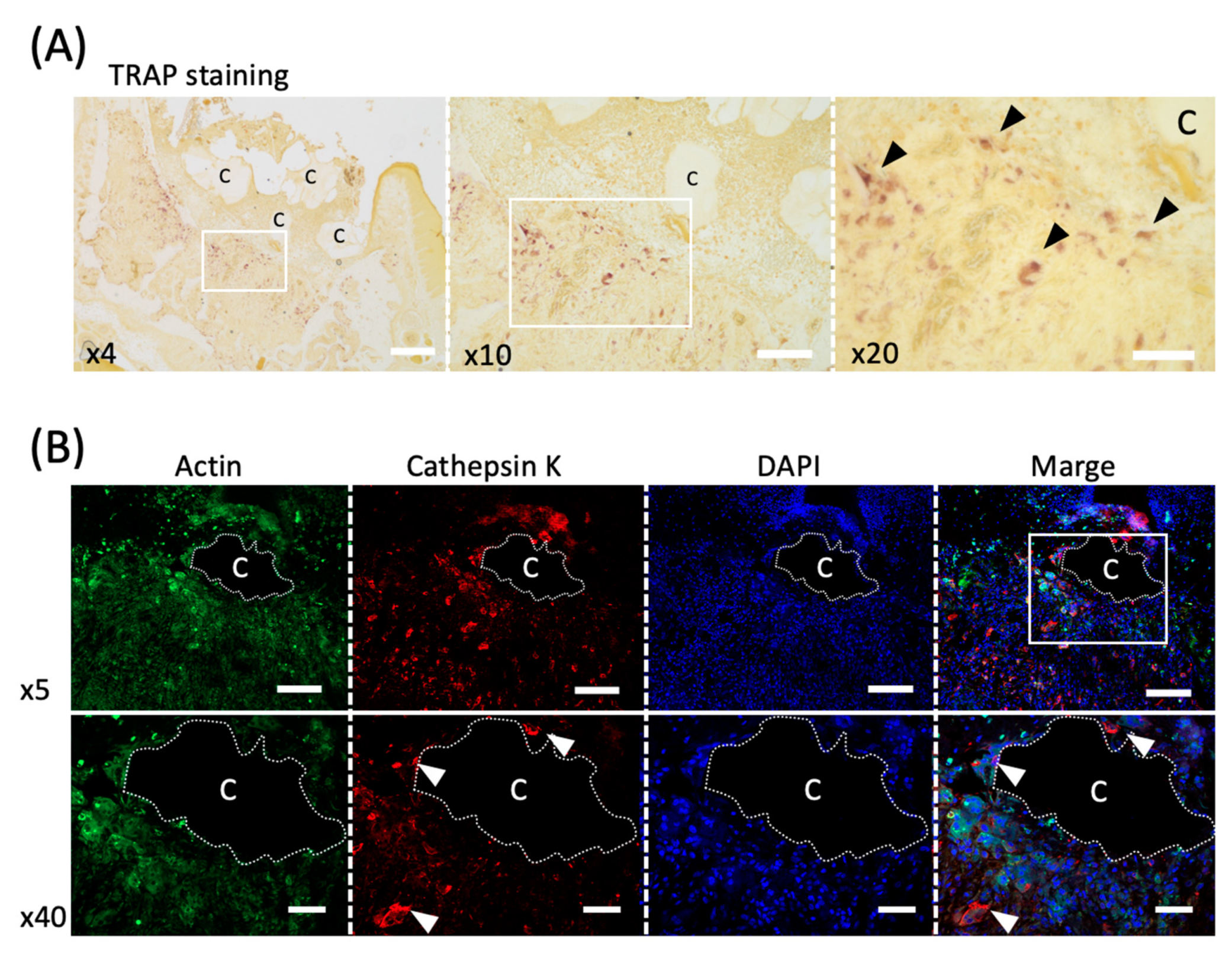 Materials 14 04457 g004 Materials 14 04457 g004