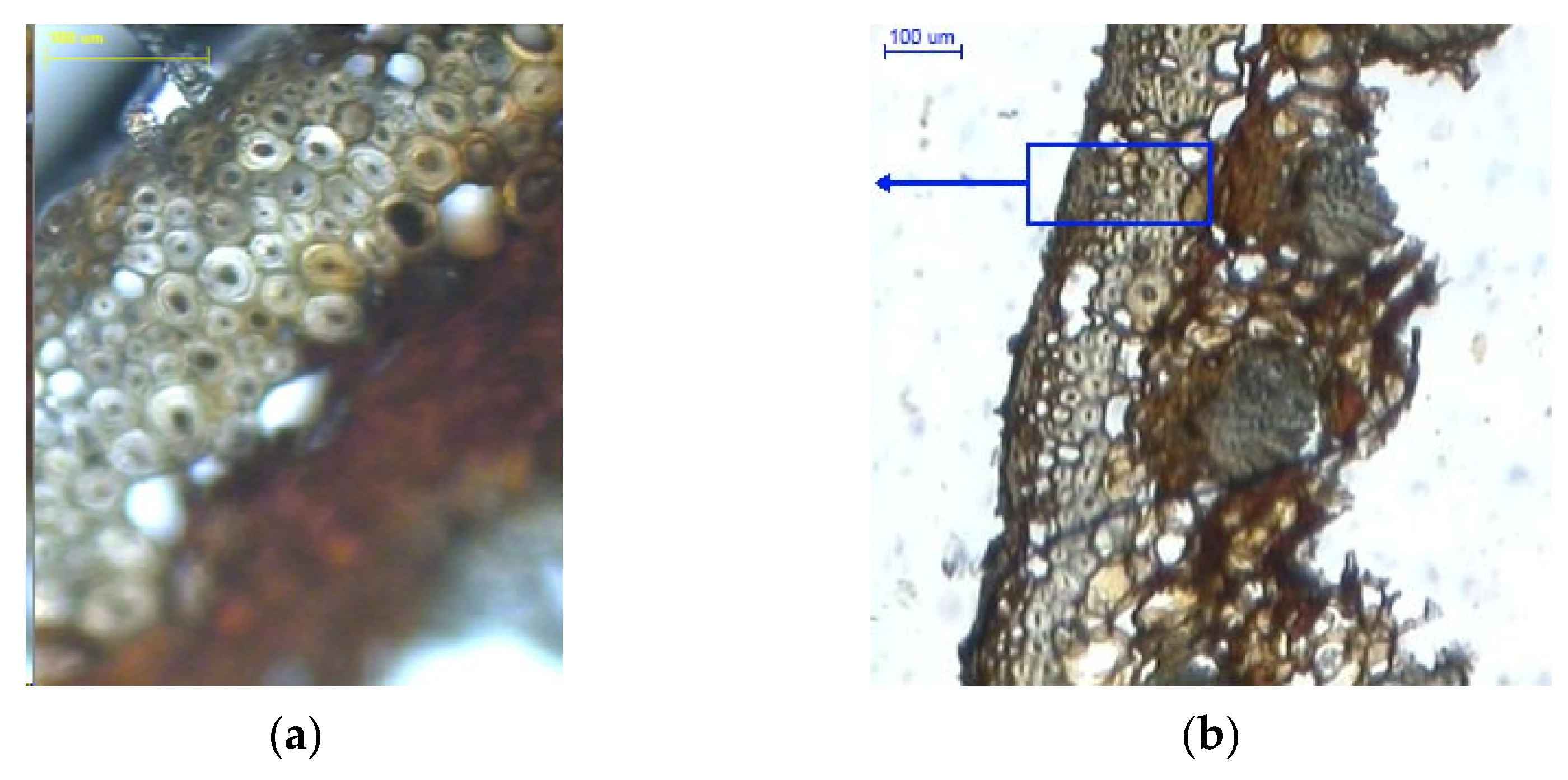 Materials 14 04913 g007a Materials 14 04913 g007a