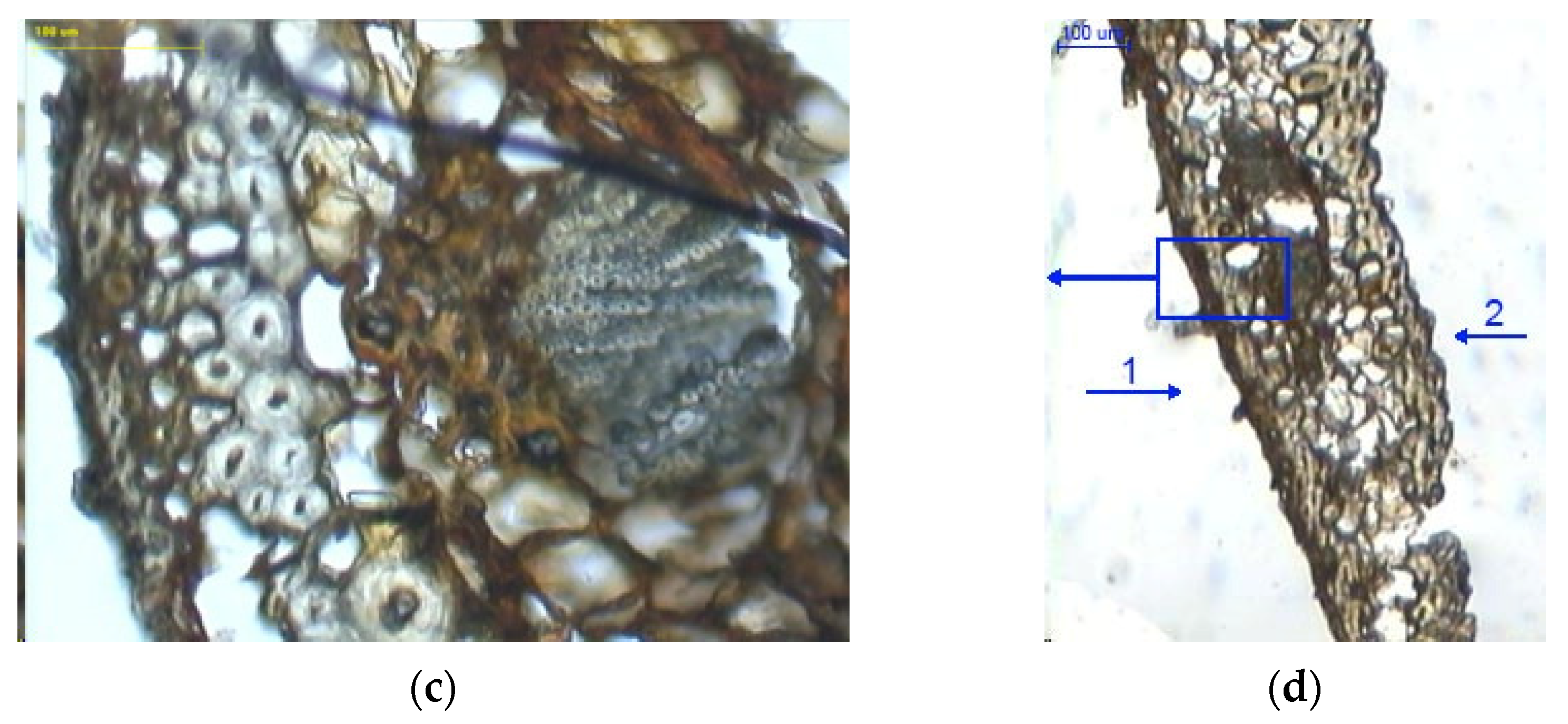Materials 14 04913 g007b Materials 14 04913 g007b