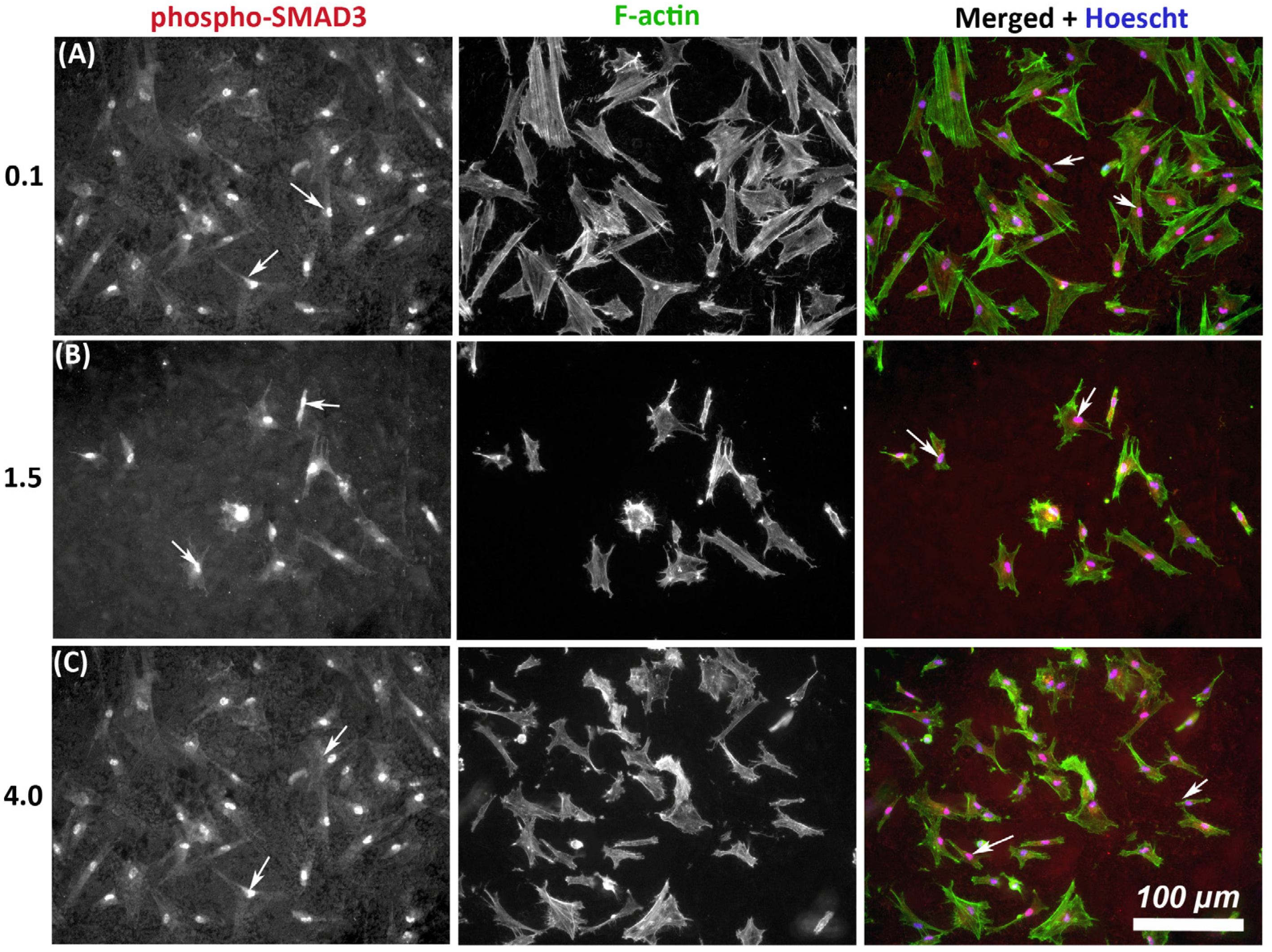 Materials 14 06447 g004