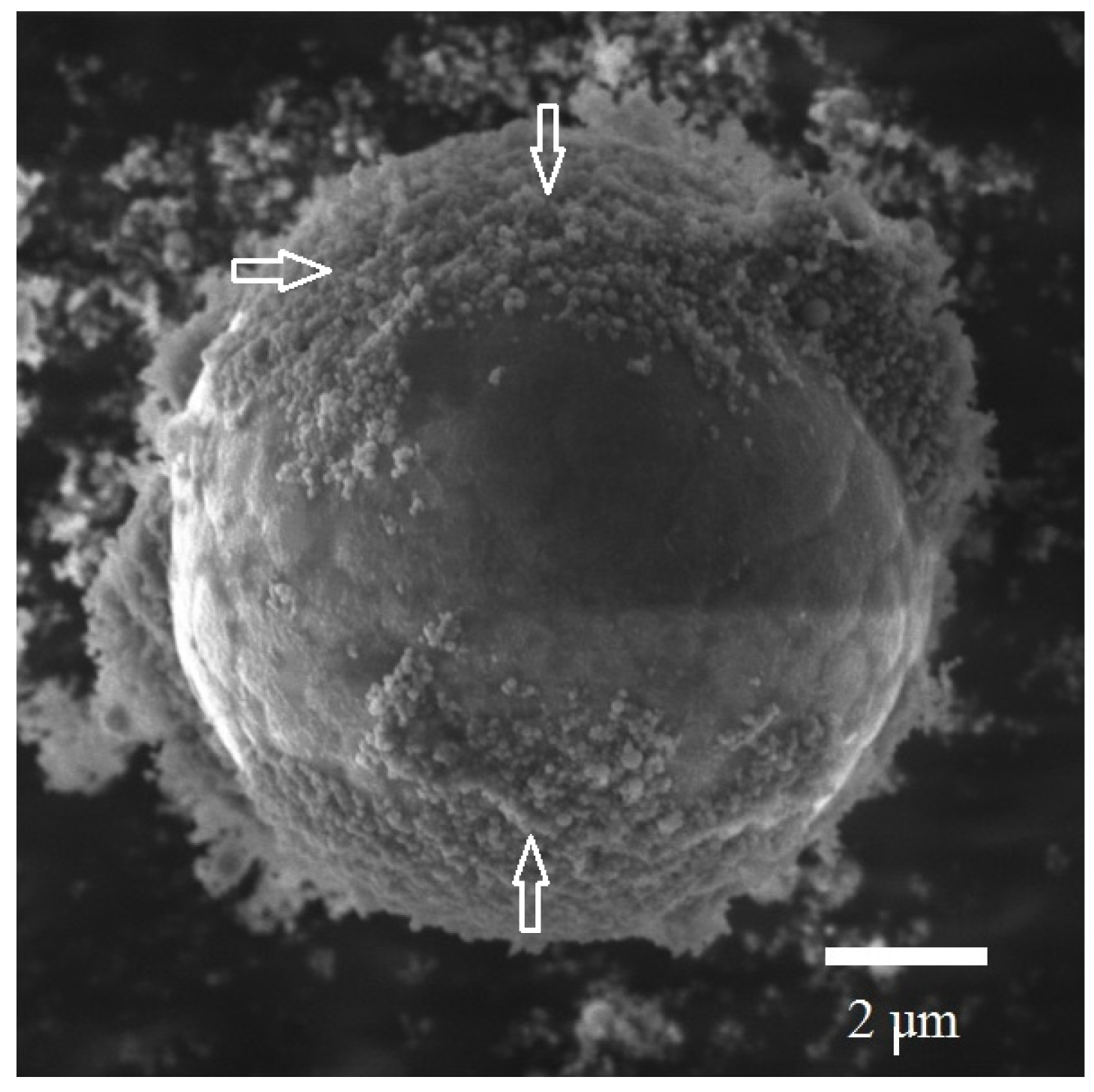 Materials 14 06602 g007