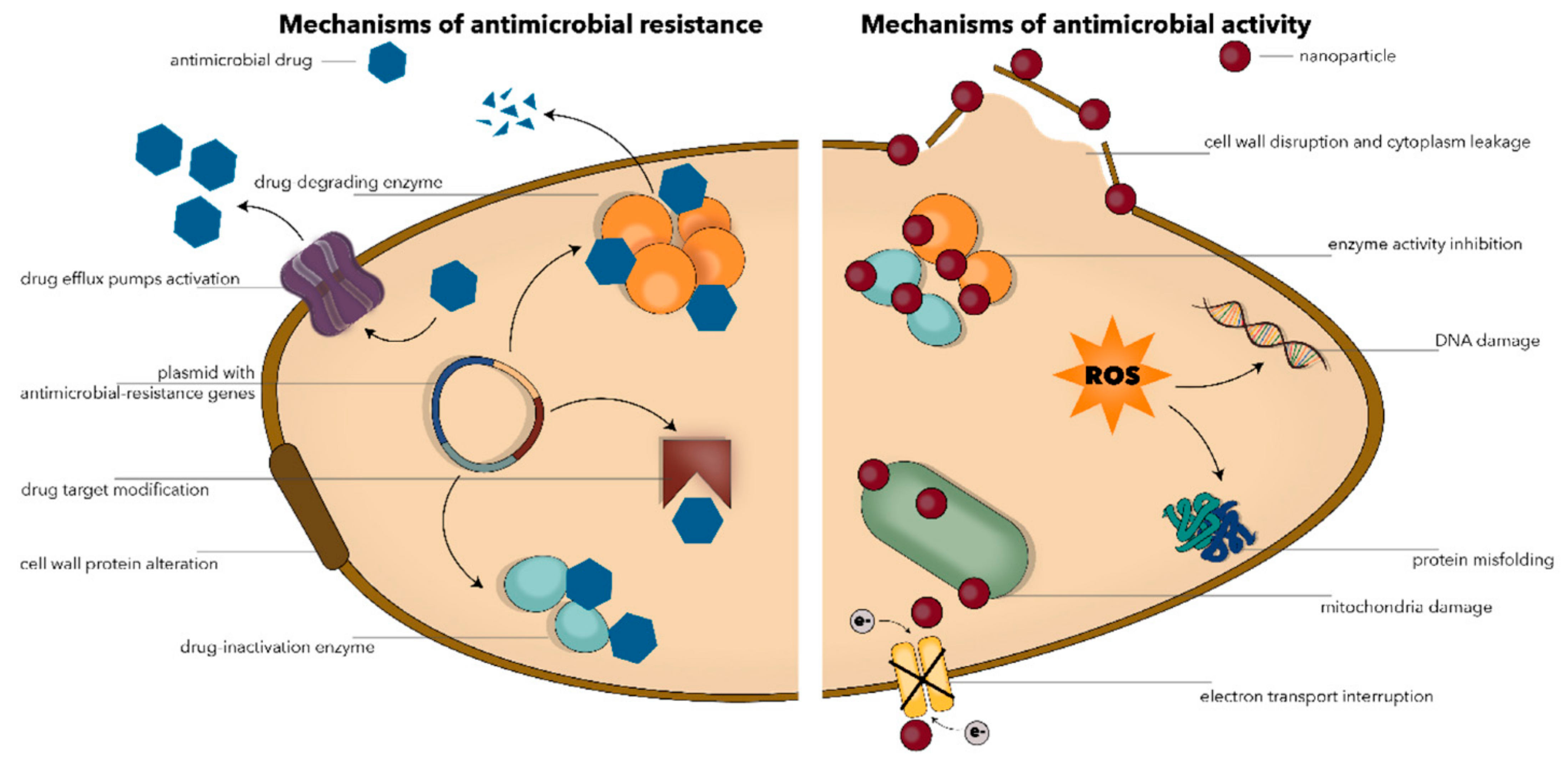 Antimicrobial activity. Antimicrobial Resistance. Antimicrobial Polymers. Antibiotic Resistance mechanisms.