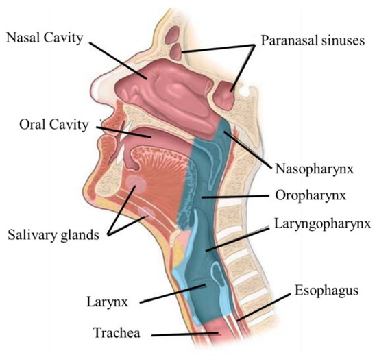 Anatomical Details Emerge From Found Coral and Shells in Gregory