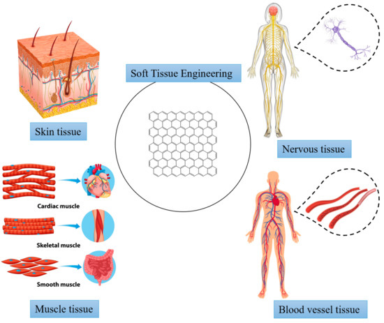 Graphene-Based Material-Mediated Immunomodulation in Tissue Engineering and  Regeneration: Mechanism and Significance