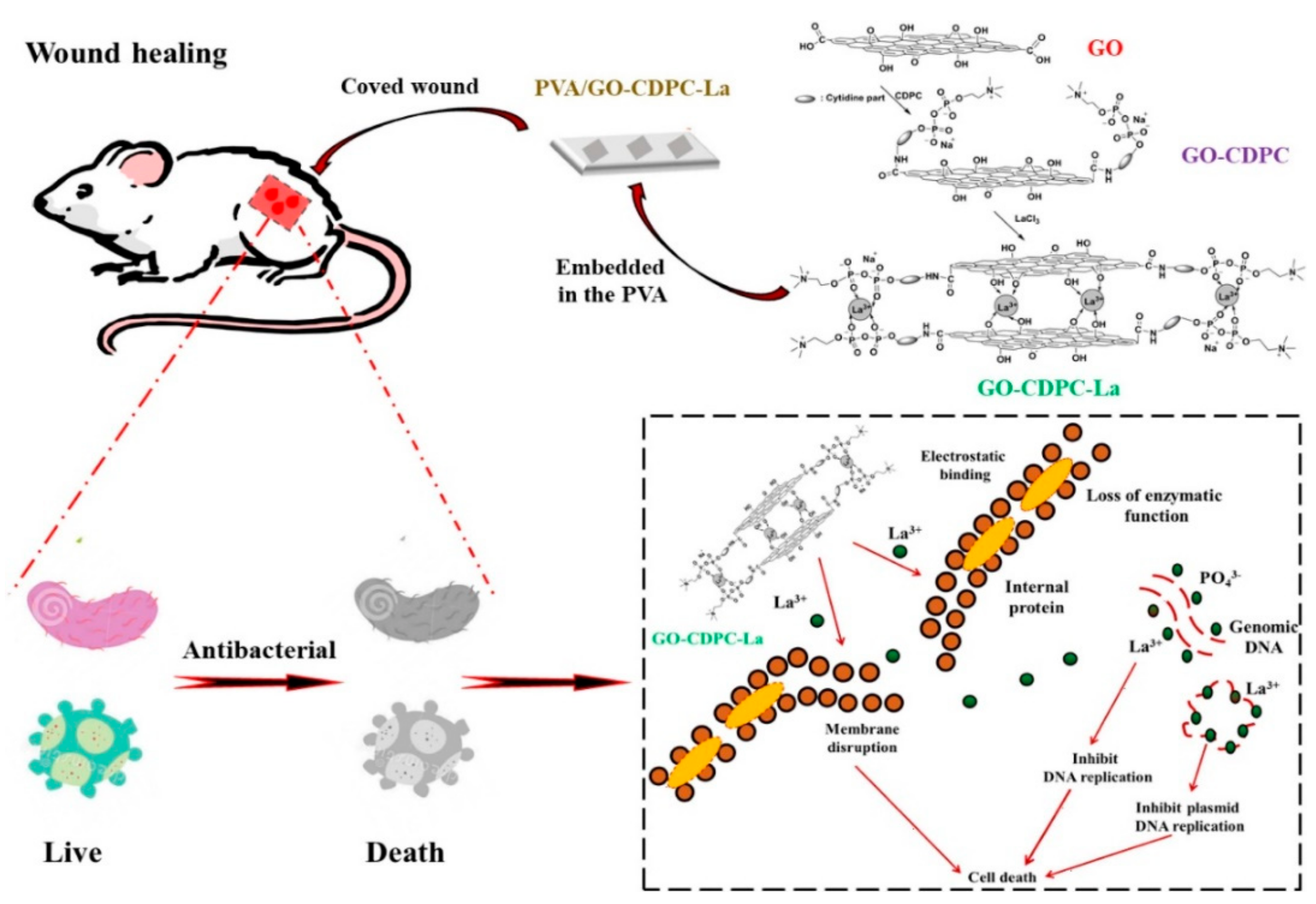 Graphene-Based Material-Mediated Immunomodulation in Tissue Engineering and  Regeneration: Mechanism and Significance