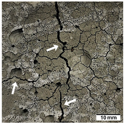 Materials 15 02819 i001