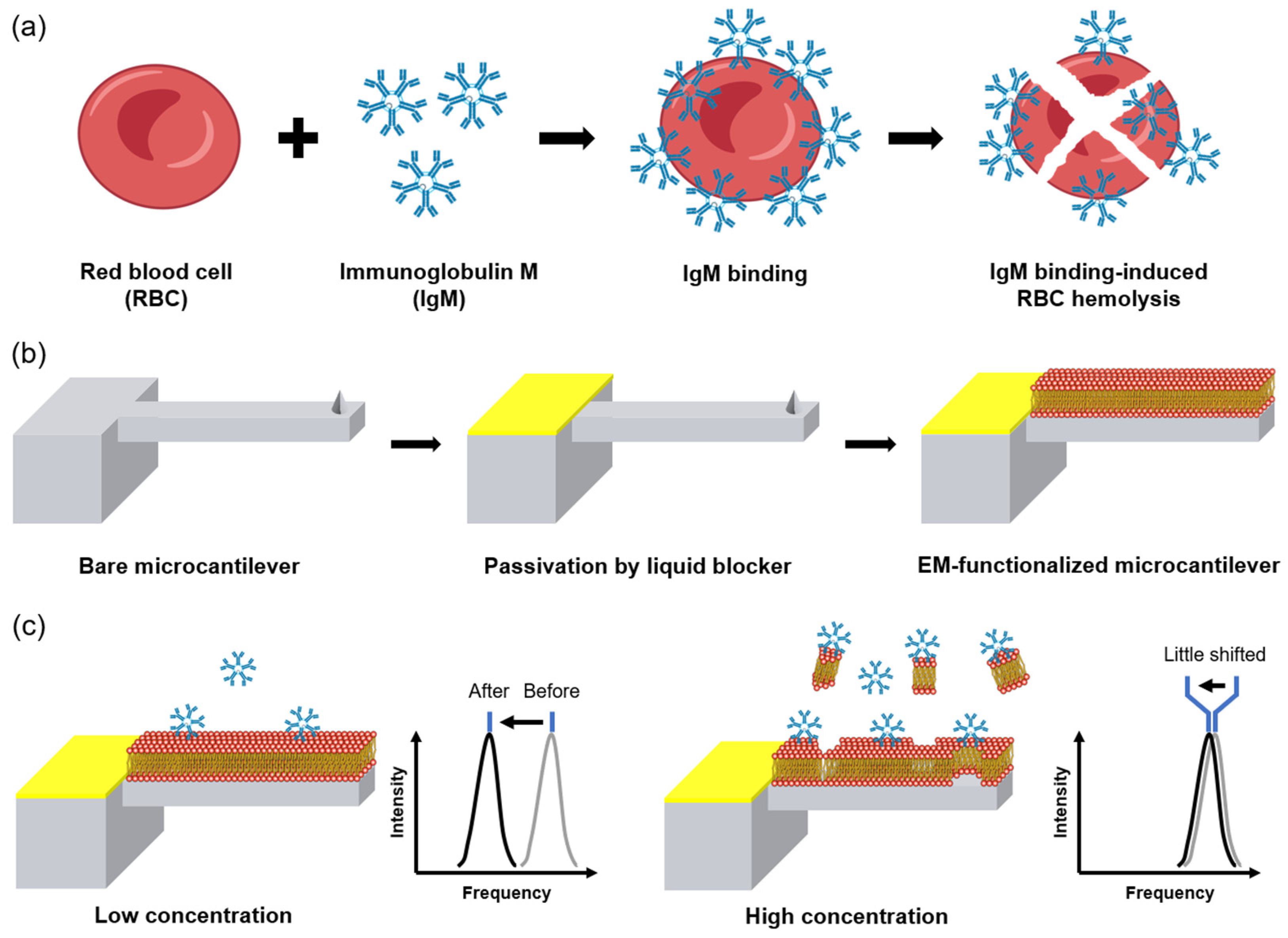 Erythrocyte Binding Asnase Is Nonimmunogenic And Acts As A Tolerogen