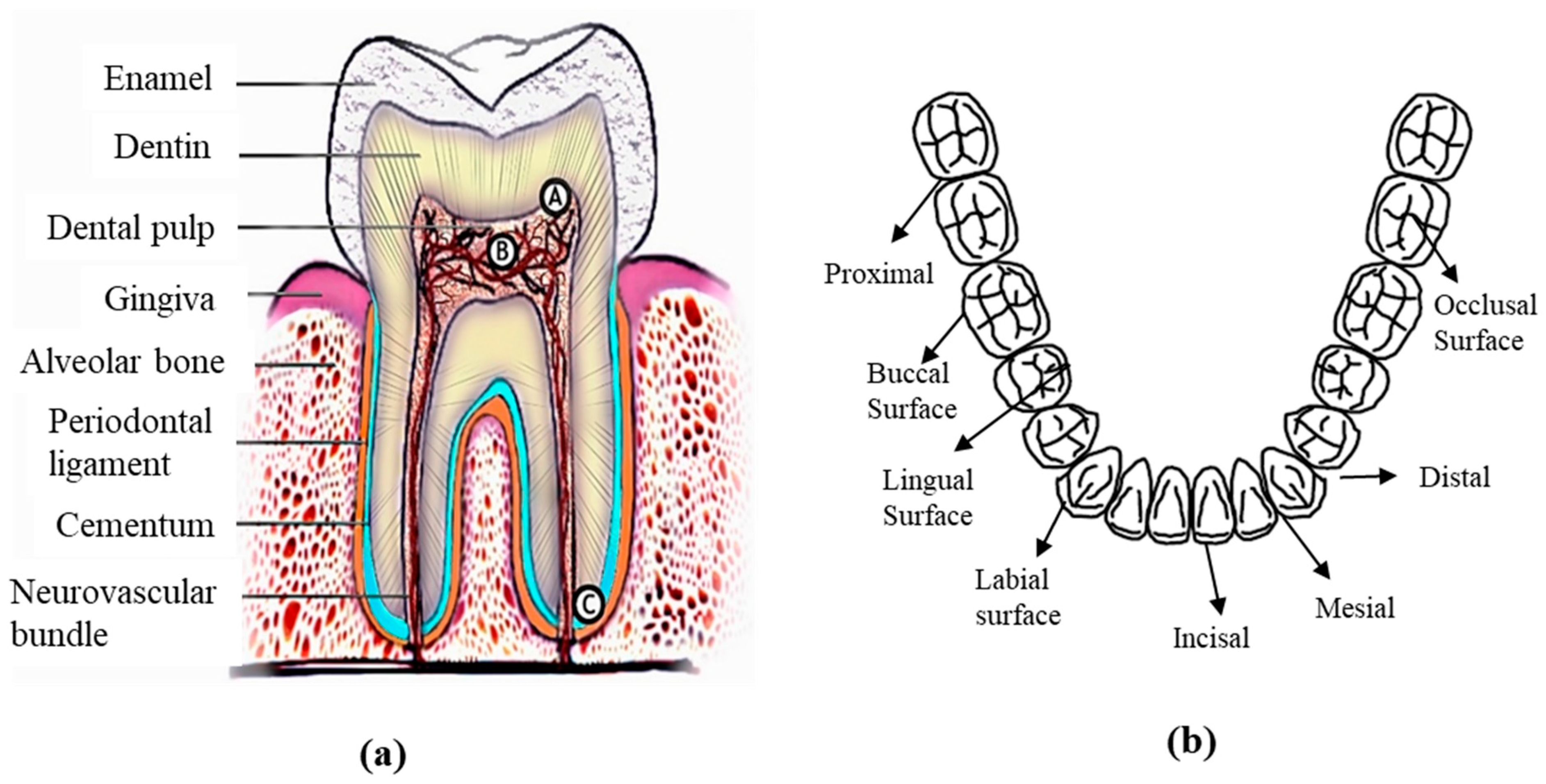 Materials | Free Full-Text | Metallic Dental Implants Wear Mechanisms,  Materials, and Manufacturing Processes: A Literature Review