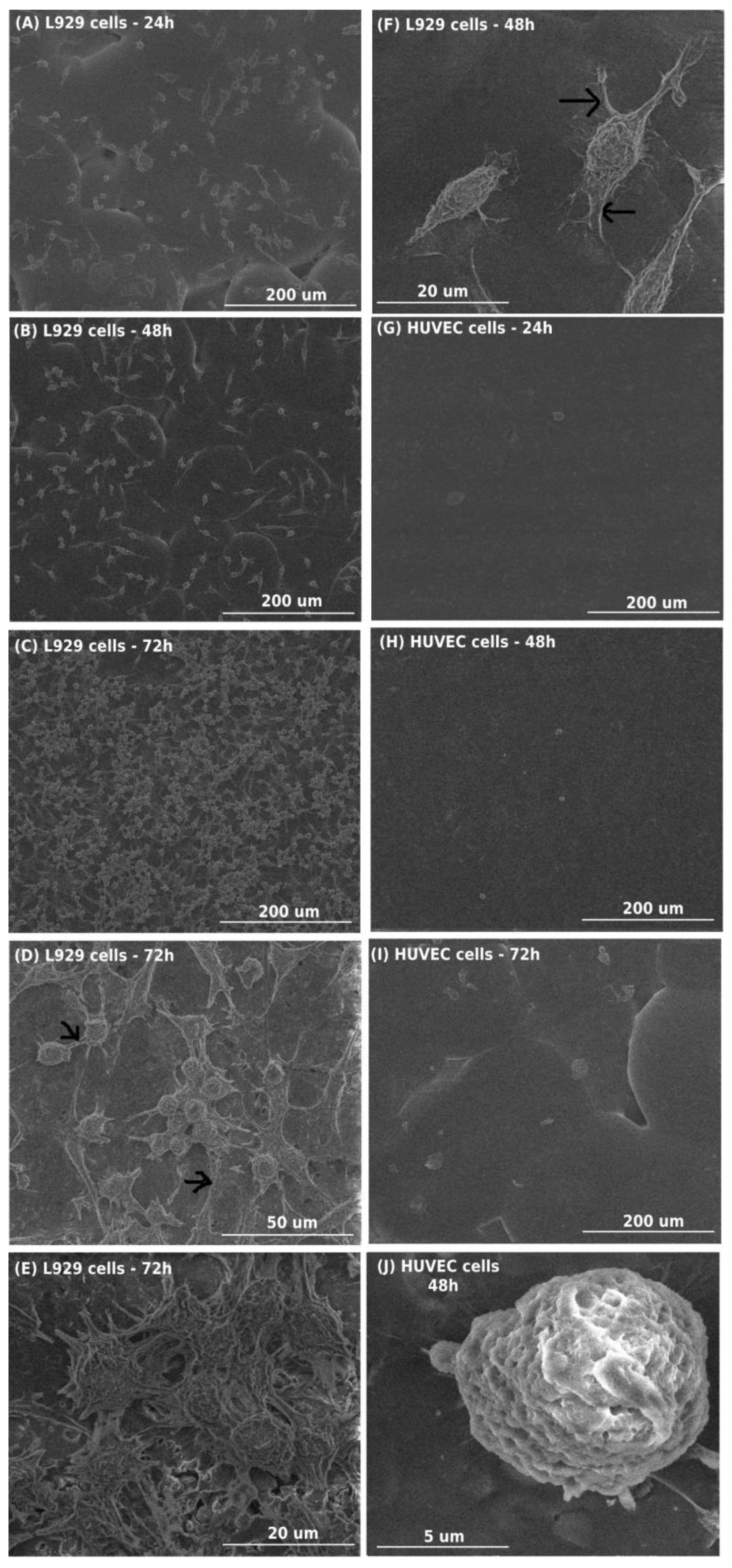 Materials 16 00297 g004