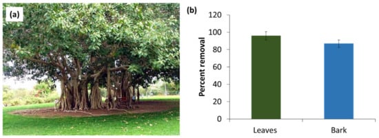 7 Brilliant Uses for Tree Resin