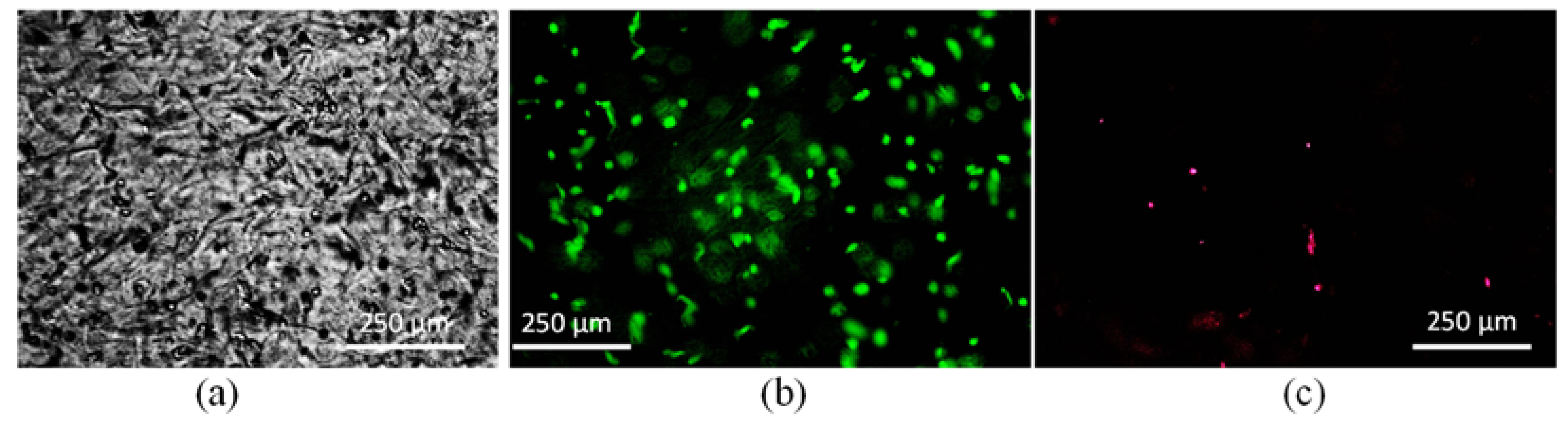 Materials 16 00572 g017