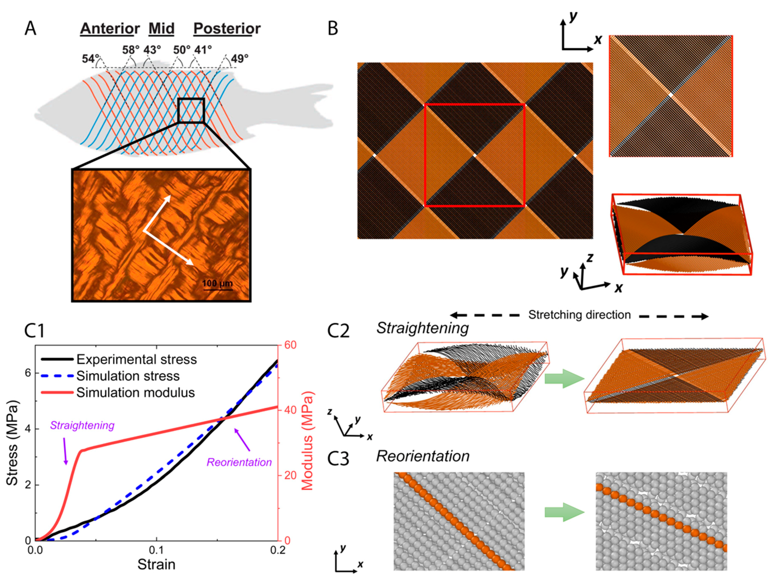 Structural and mechanical properties of fish scales for the bio