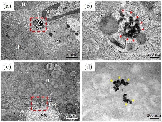 Materials Free Full Text Allergenicity And Bioavailability Of Nickel Nanoparticles Compared