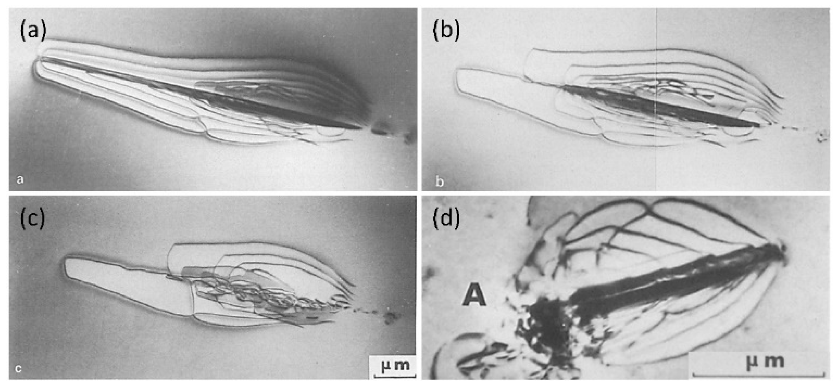 Materials 16 02419 g004