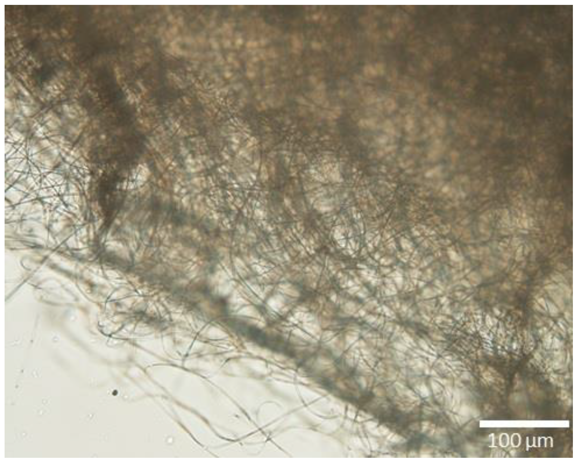 Materials 16 02503 g007