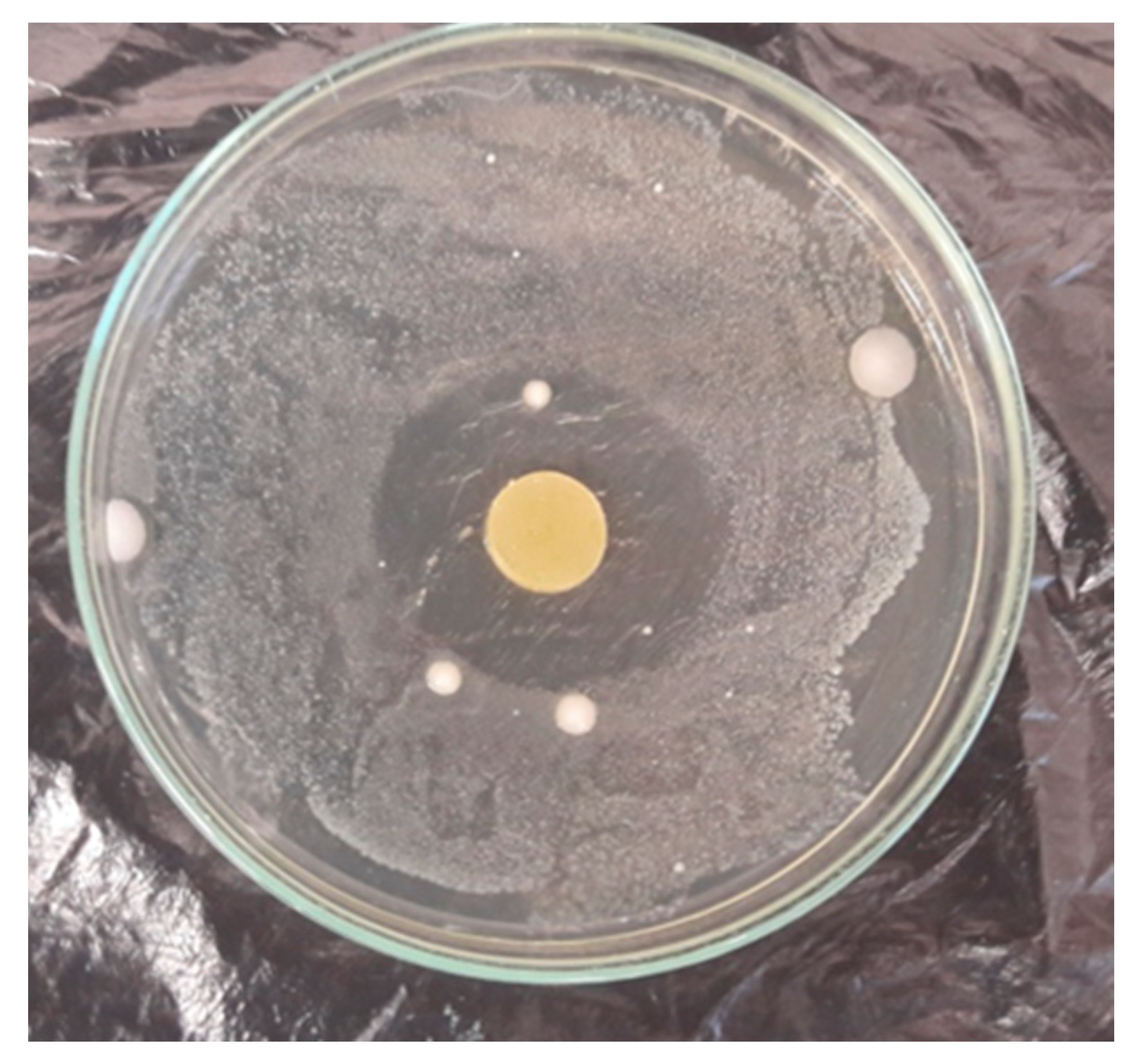 Materials 16 02698 g010