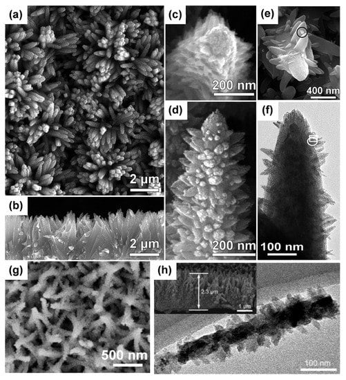 Sphagnum moss: A New Life, zhi lin wu posted on the topic