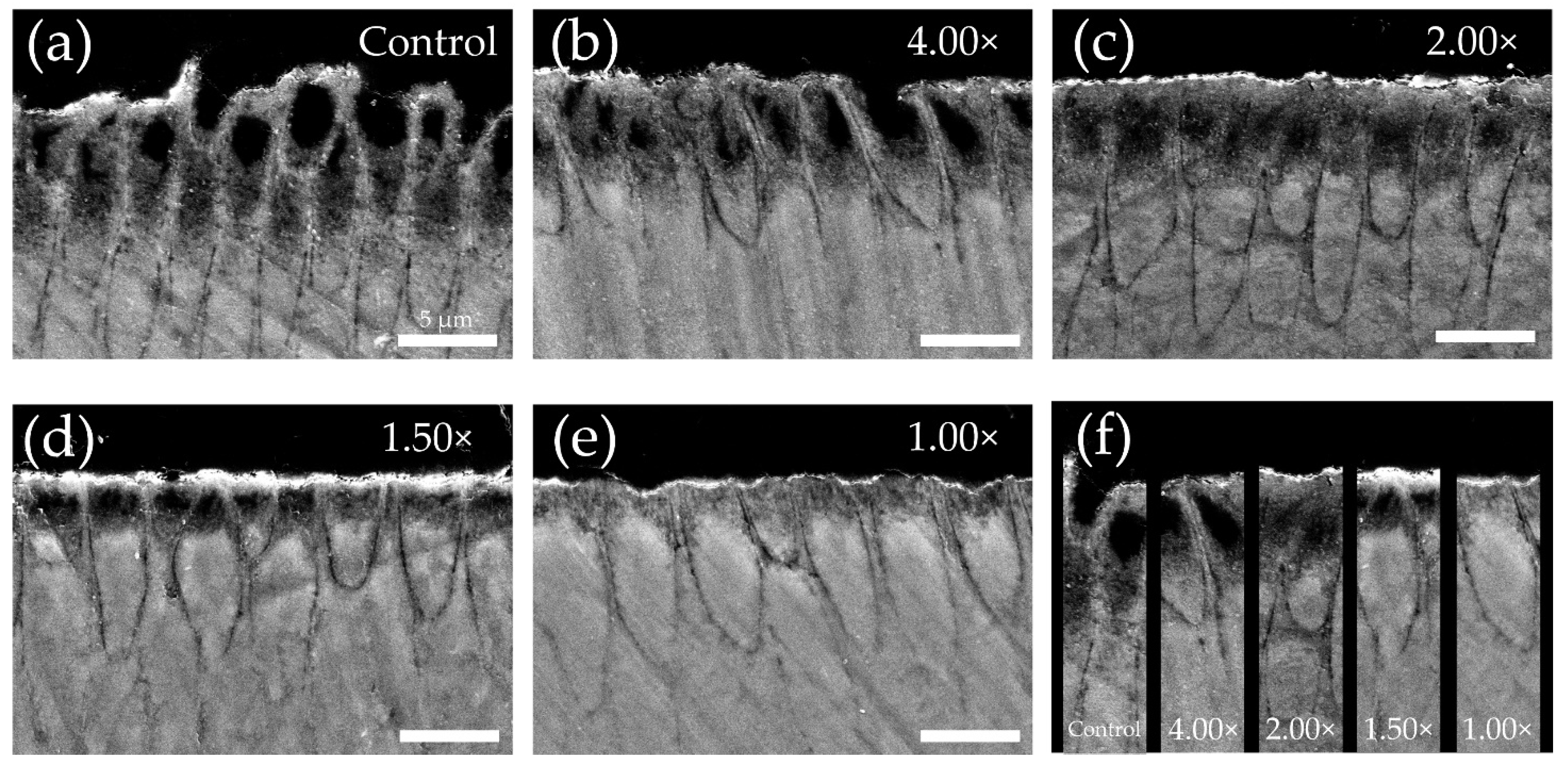 Materials 16 05089 g005 Materials 16 05089 g005