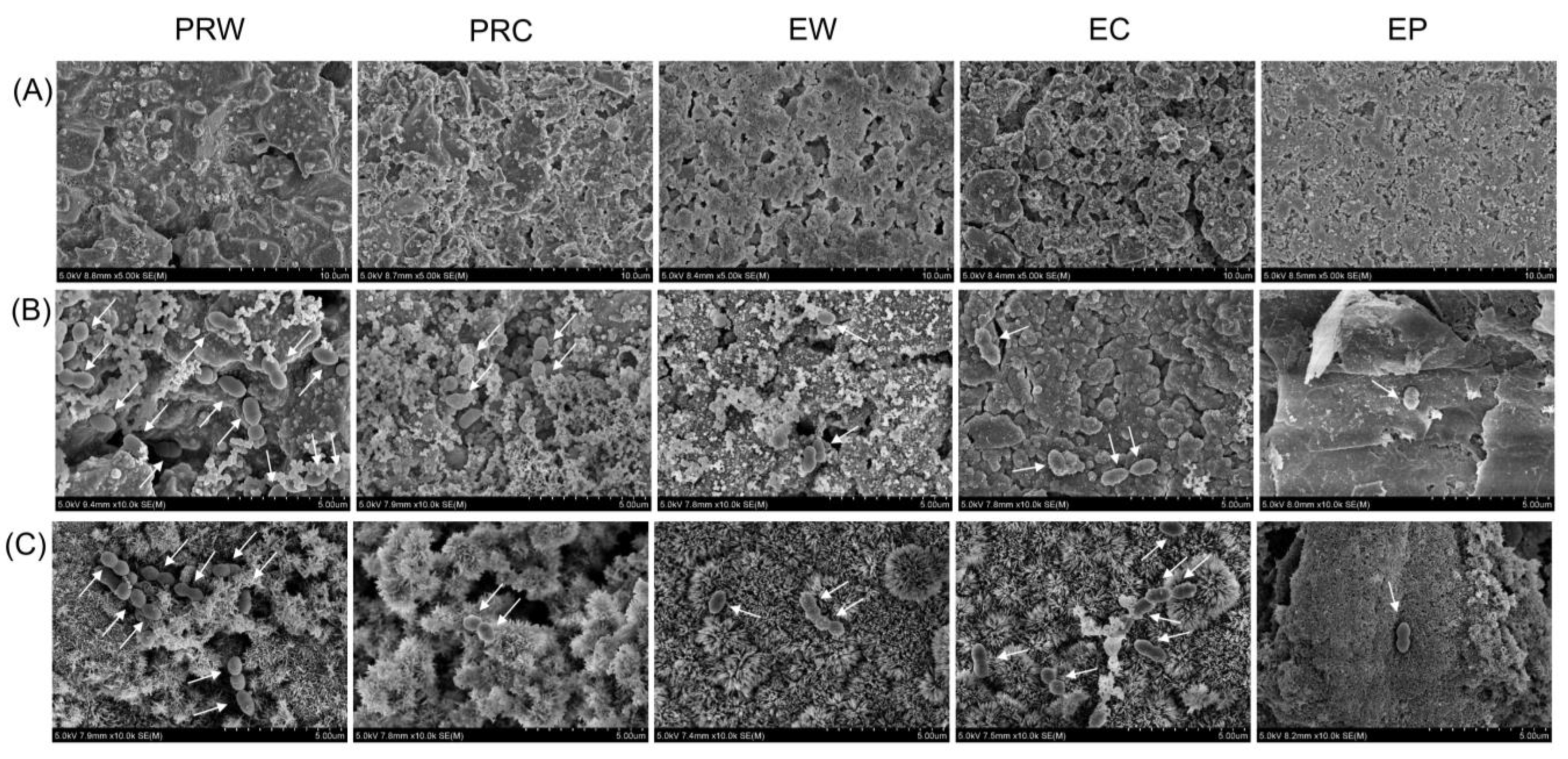 Materials 16 06124 g005