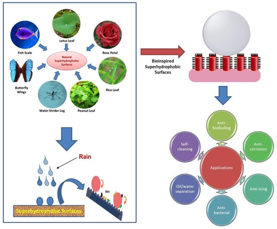 Recent Advances in Superhydrophobic and Antibacterial Cellulose