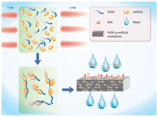 A Pegylated Pvdf Antifouling Membrane Prepared By Grafting Of 